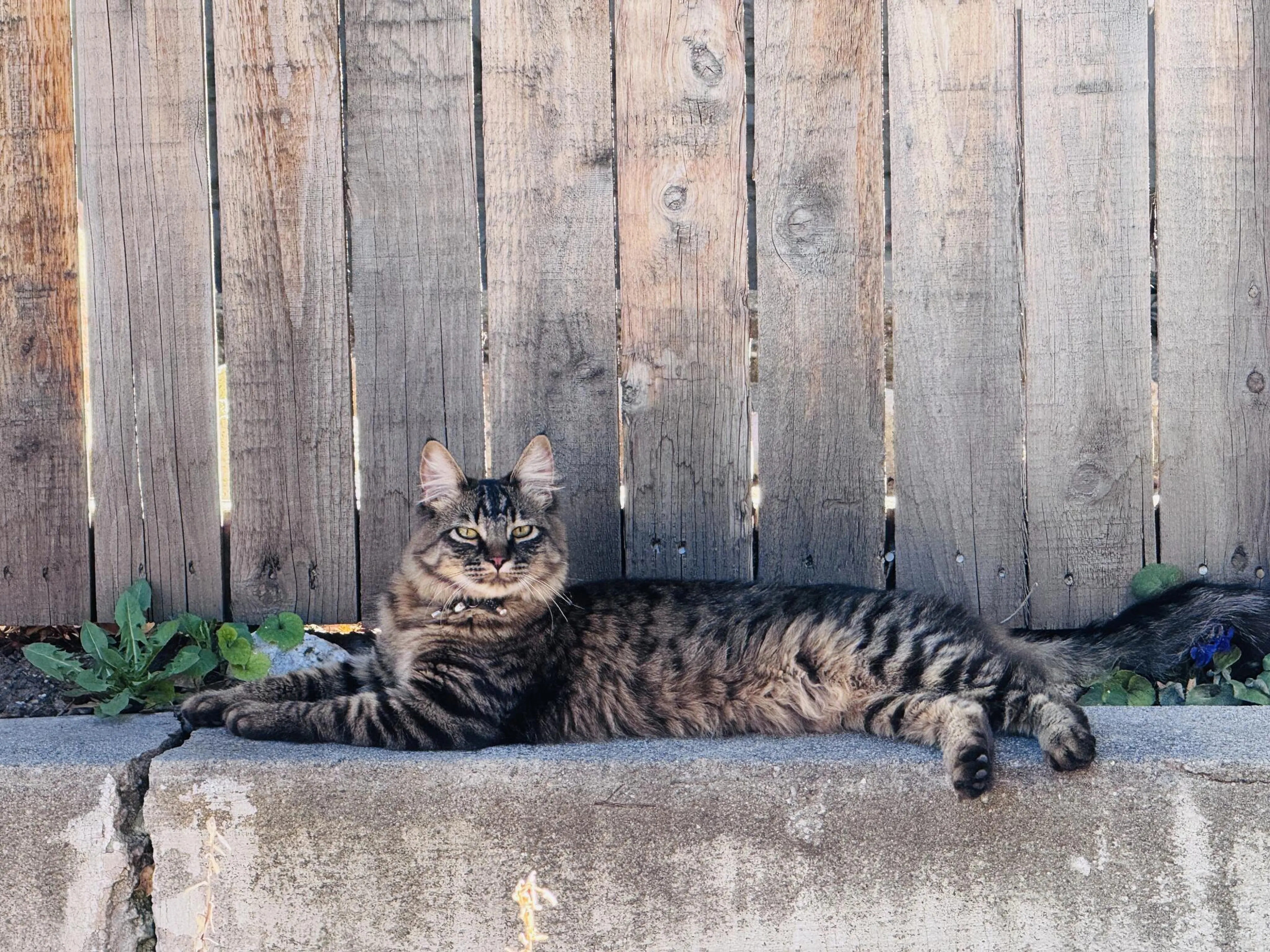 Lost pet