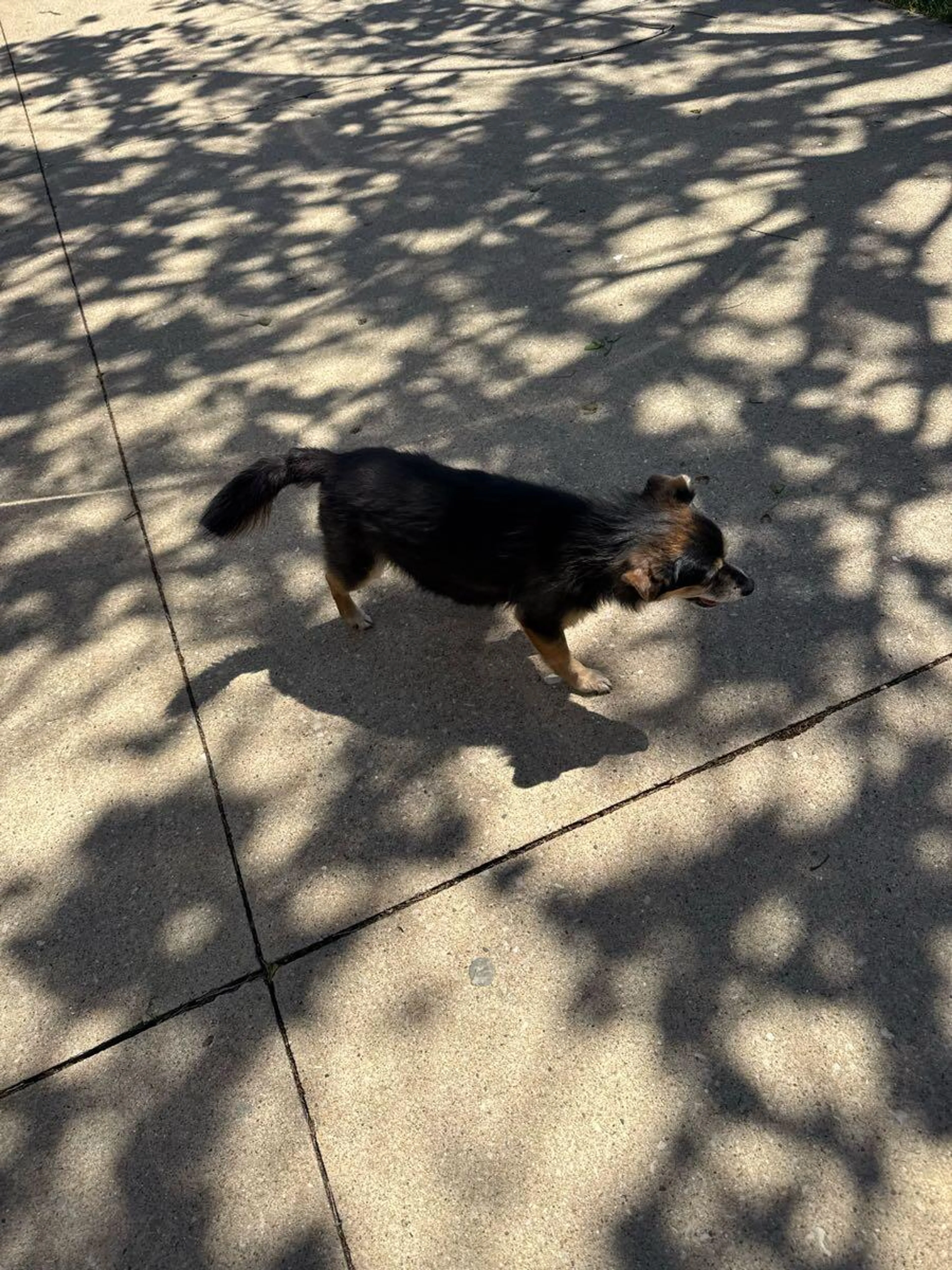 Found pet