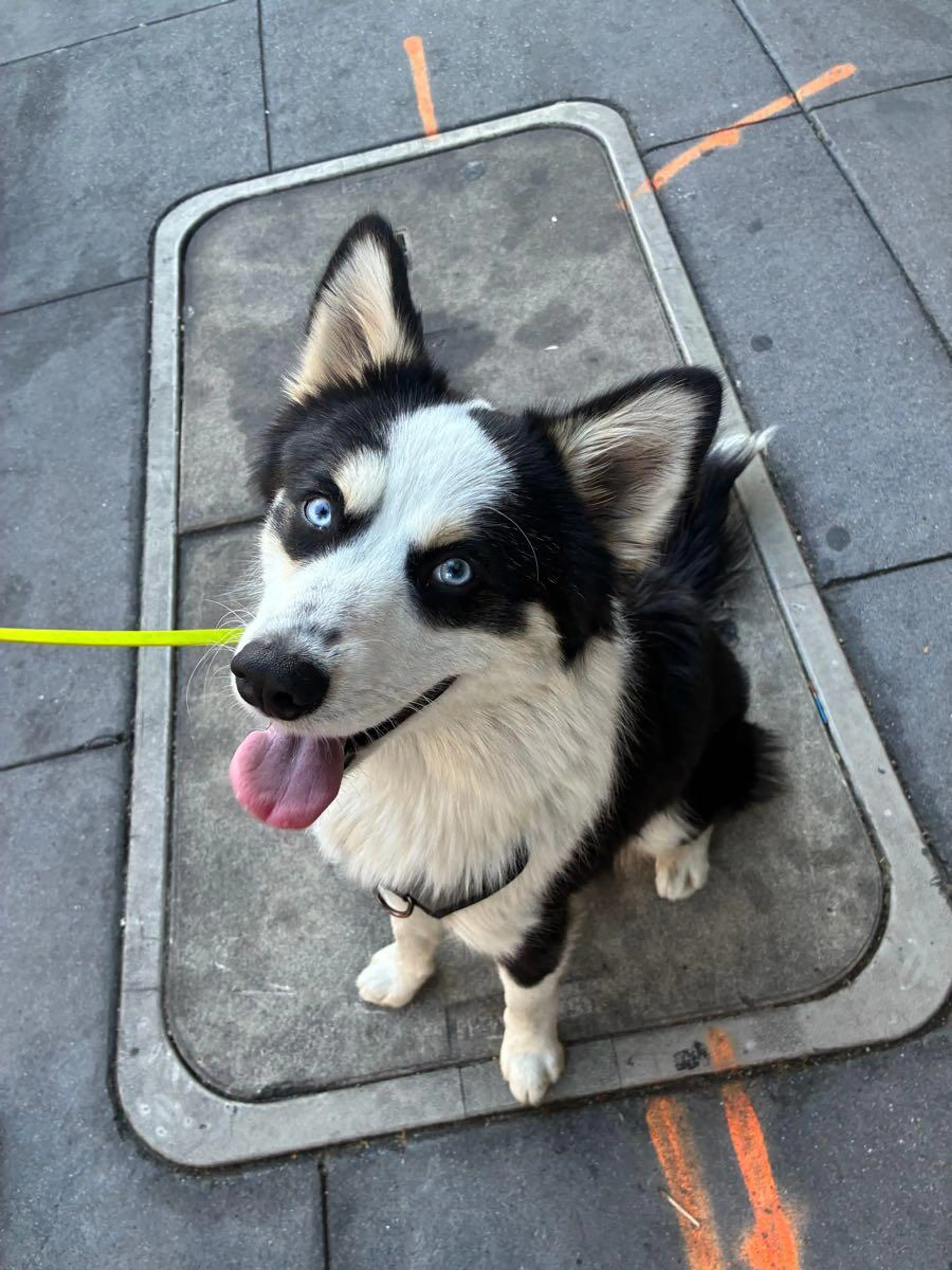 Found pet
