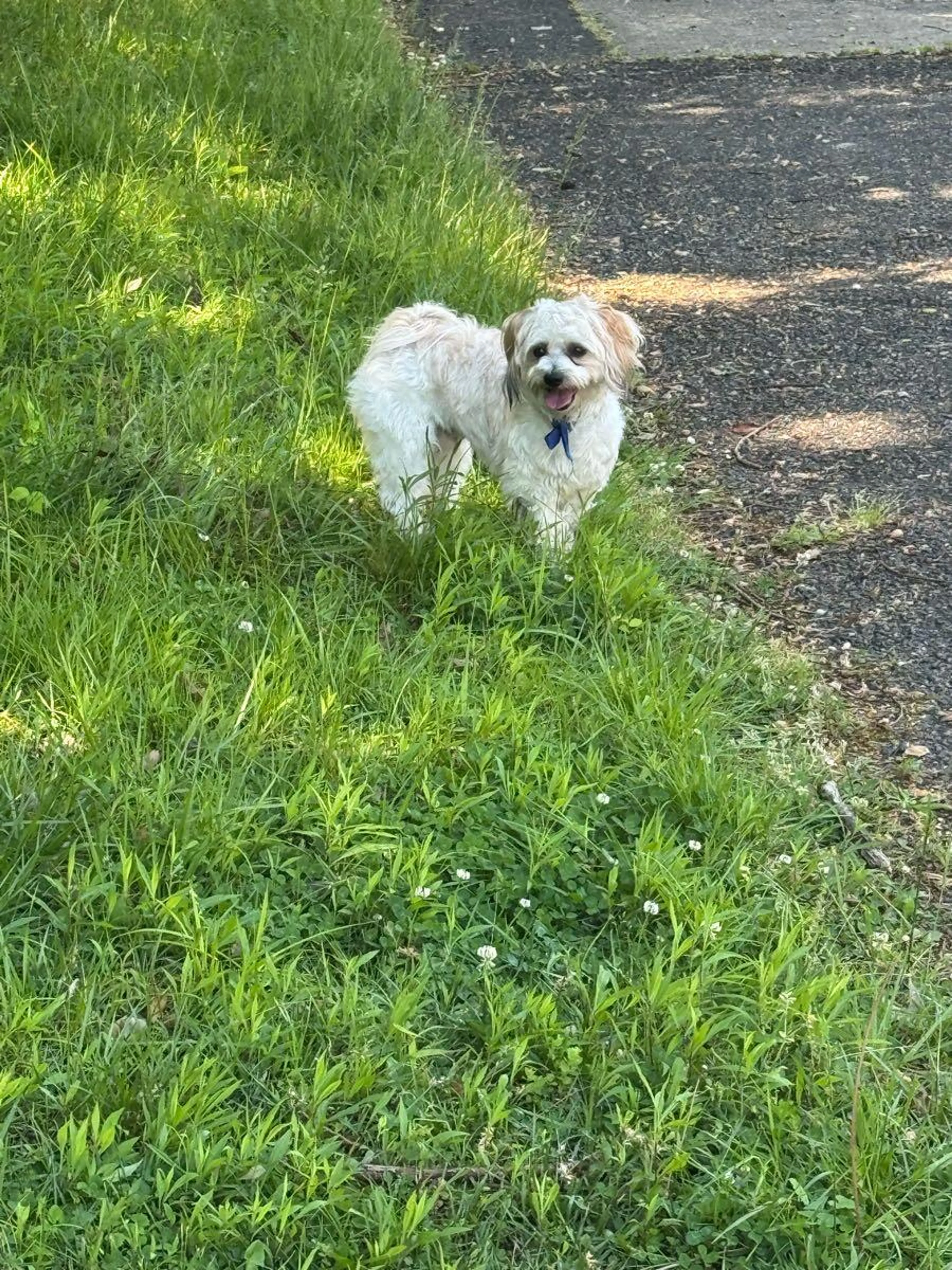 Lost pet