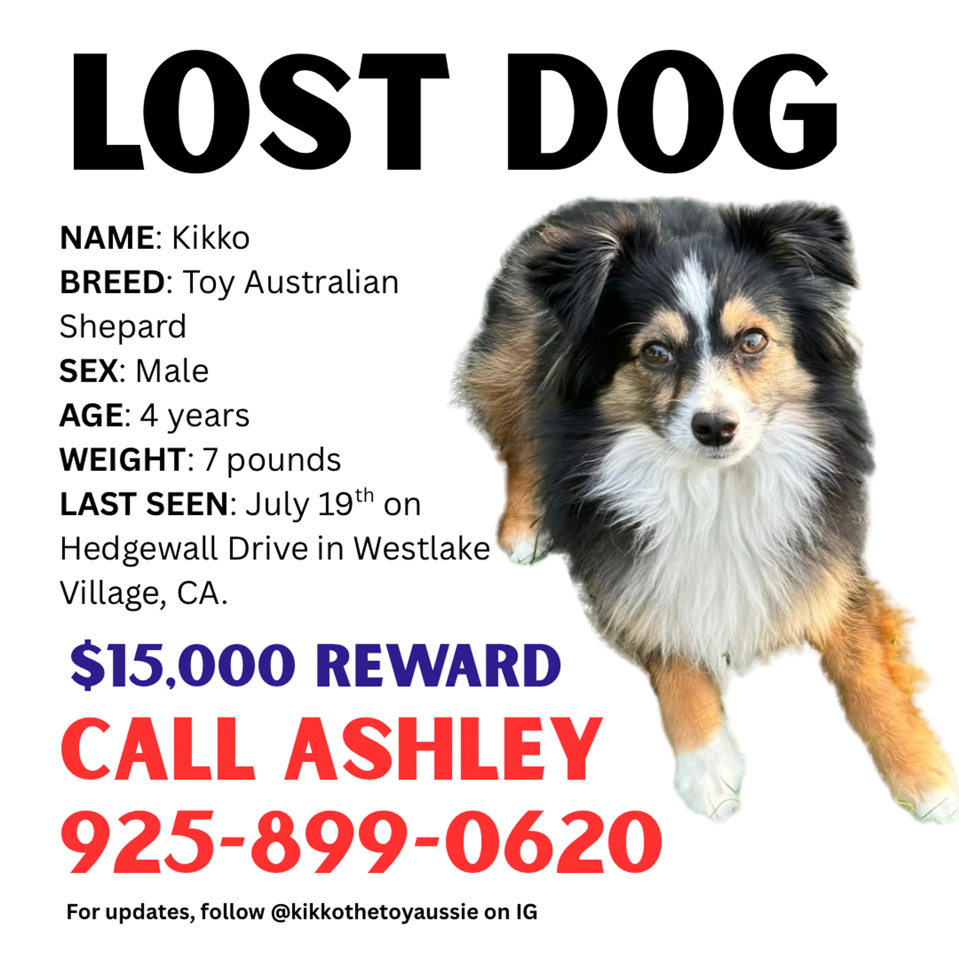 Lost pet