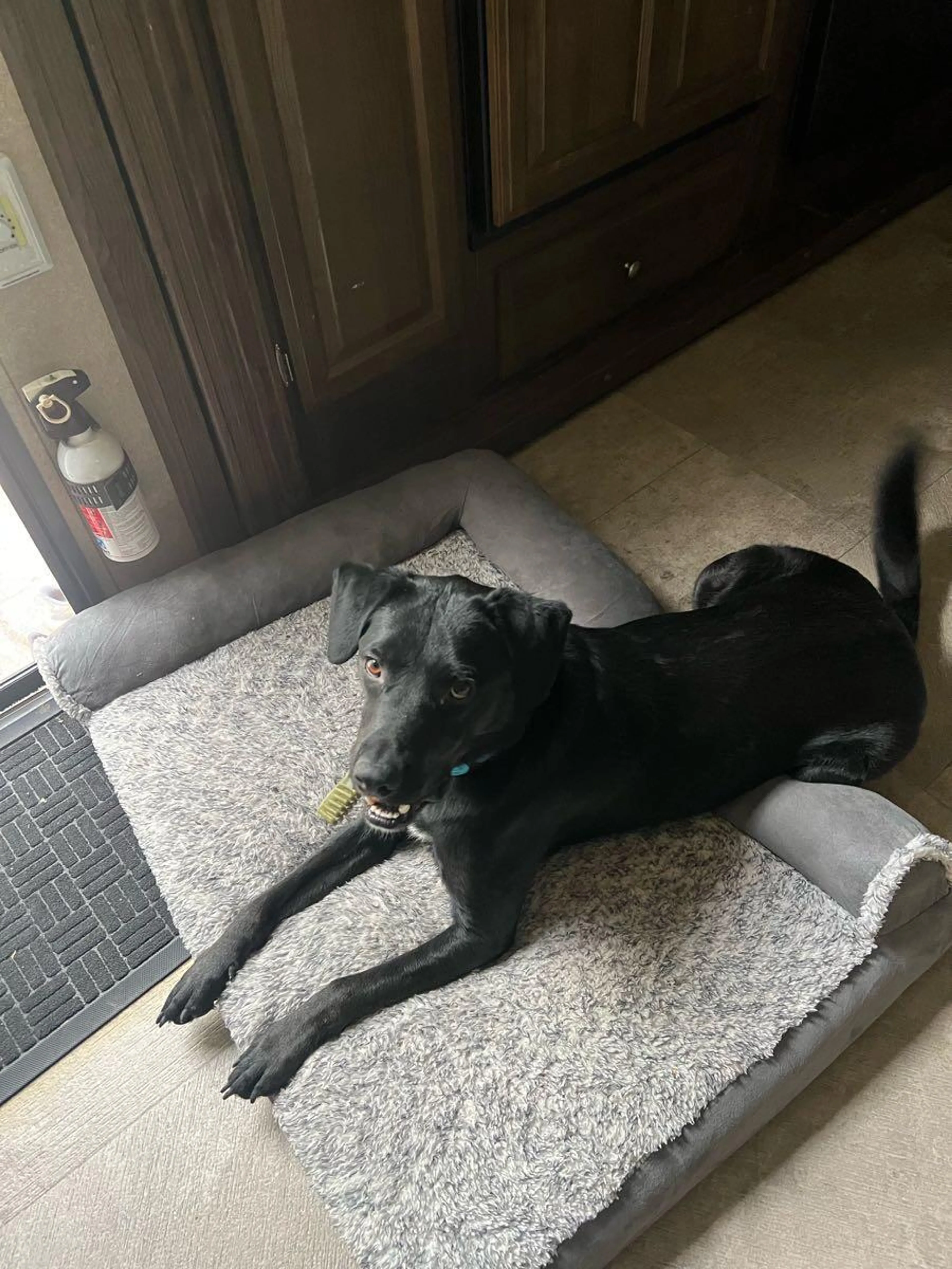 Lost pet