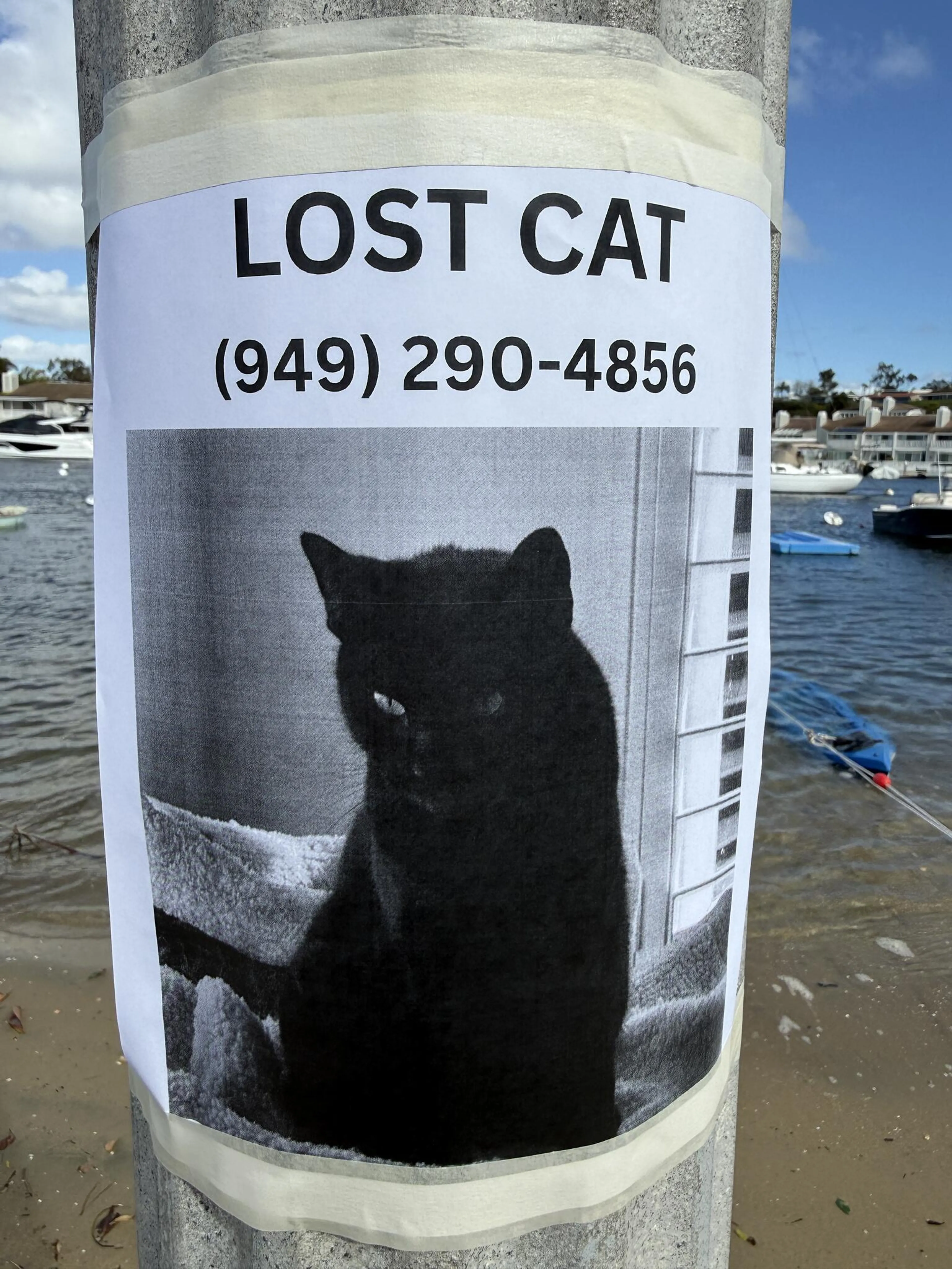 Lost pet