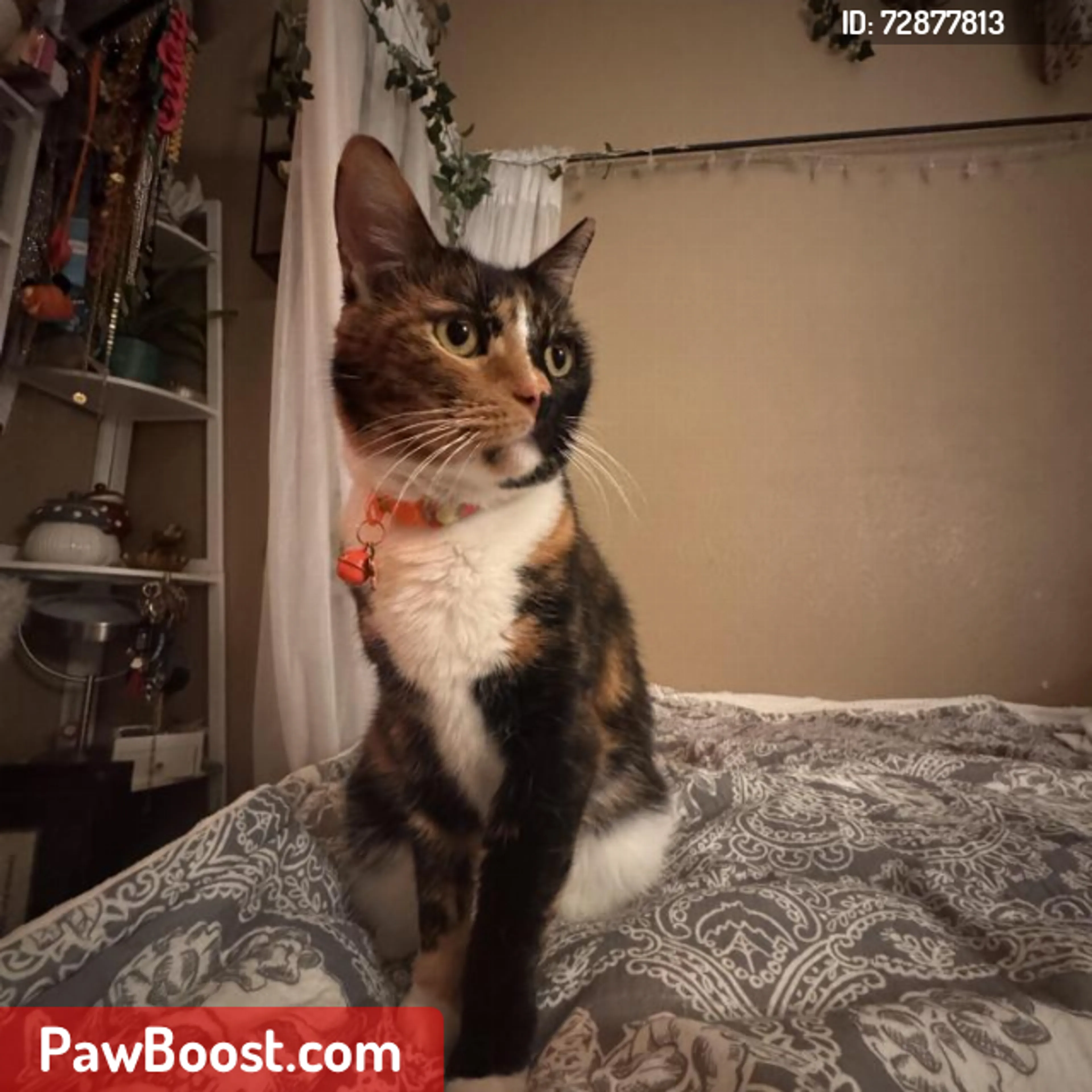 Lost pet