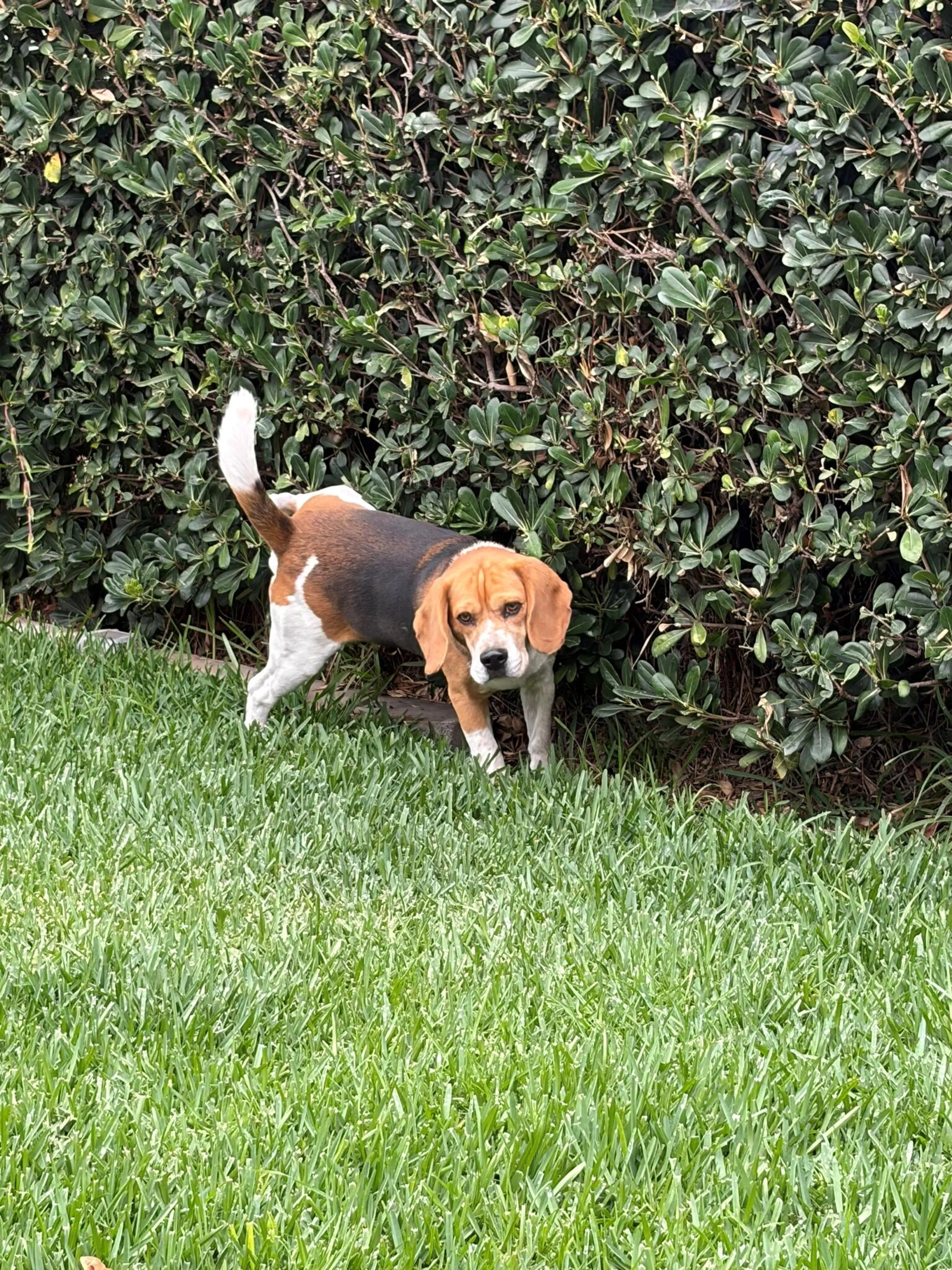 Found pet