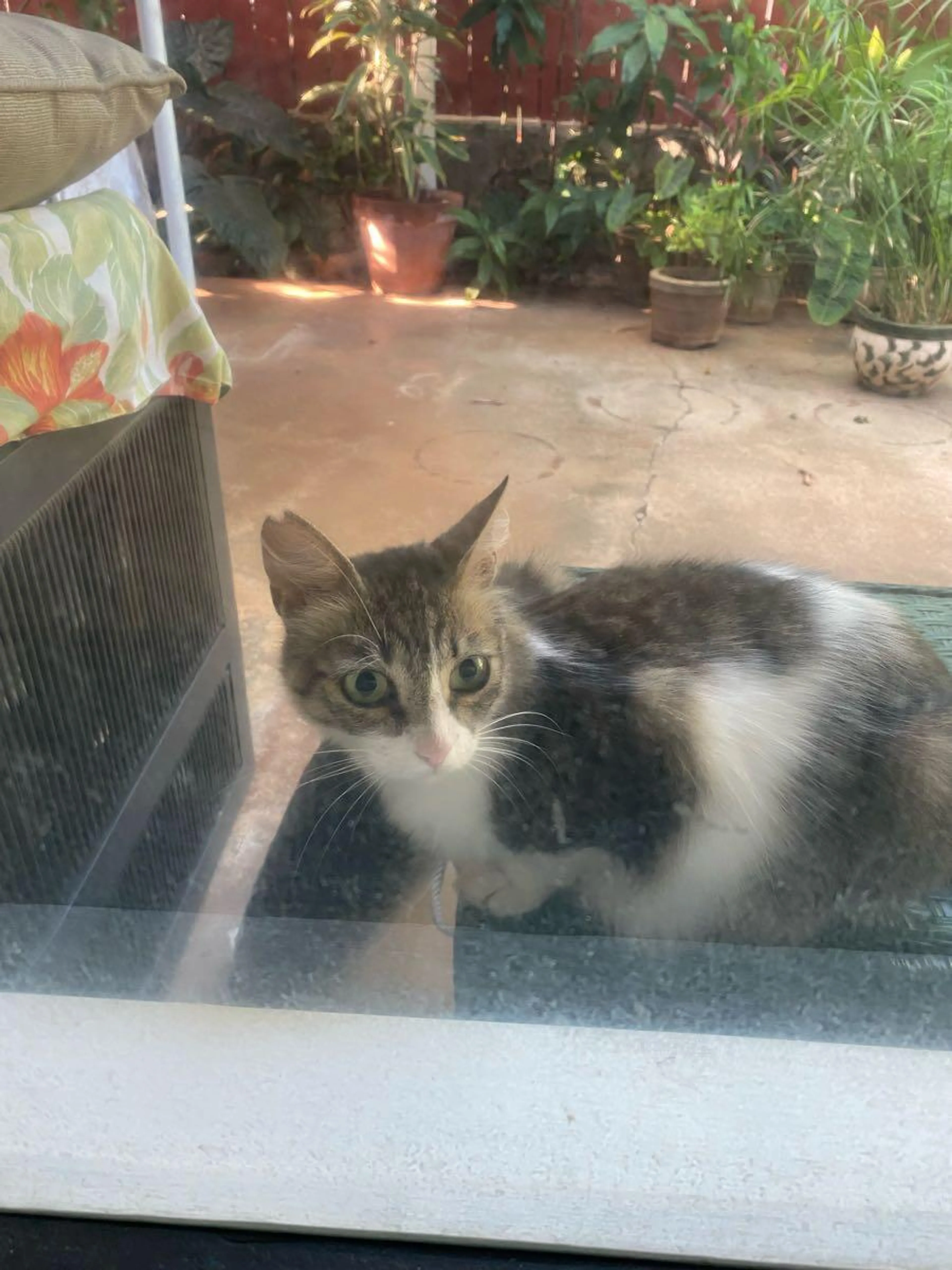 Found pet