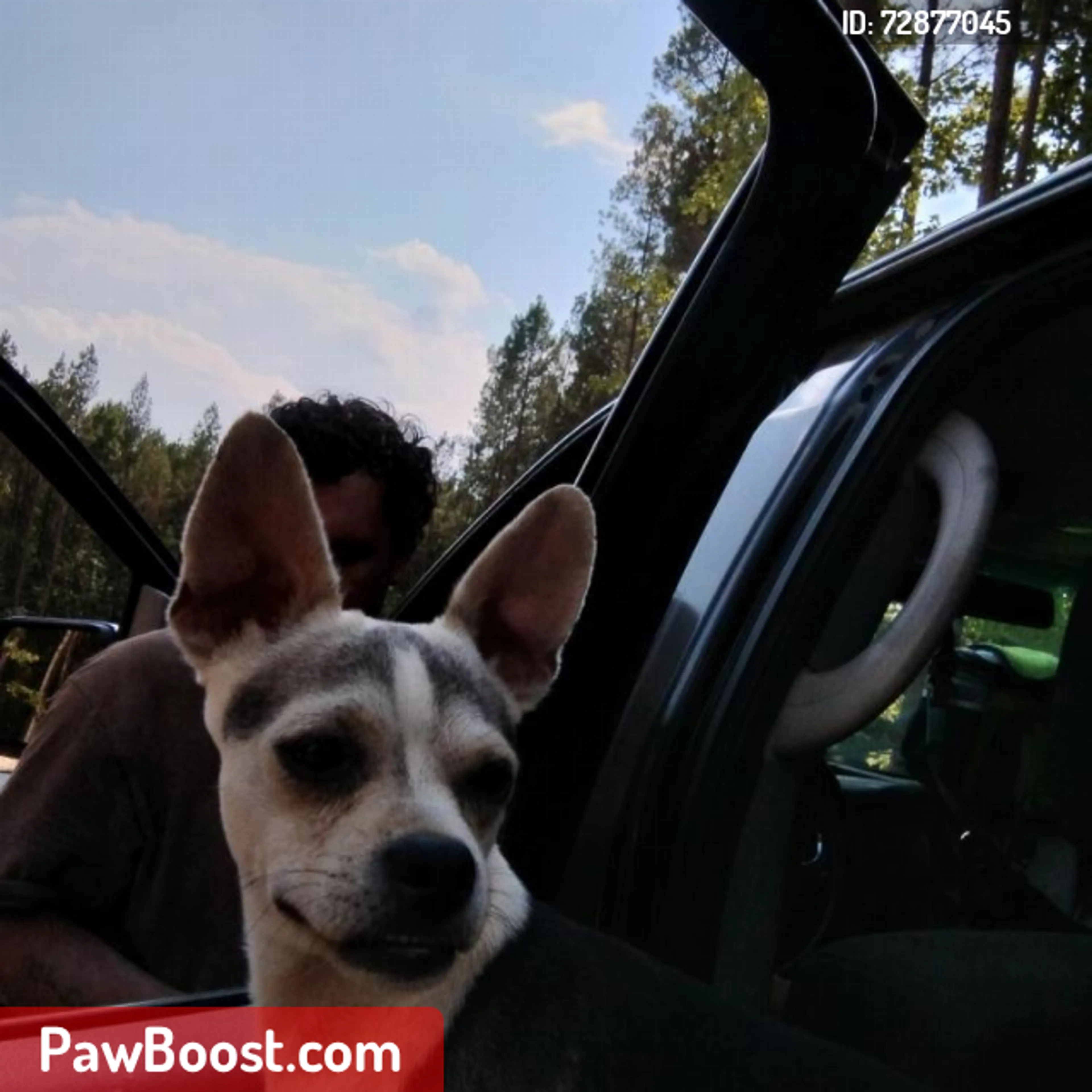 Lost pet