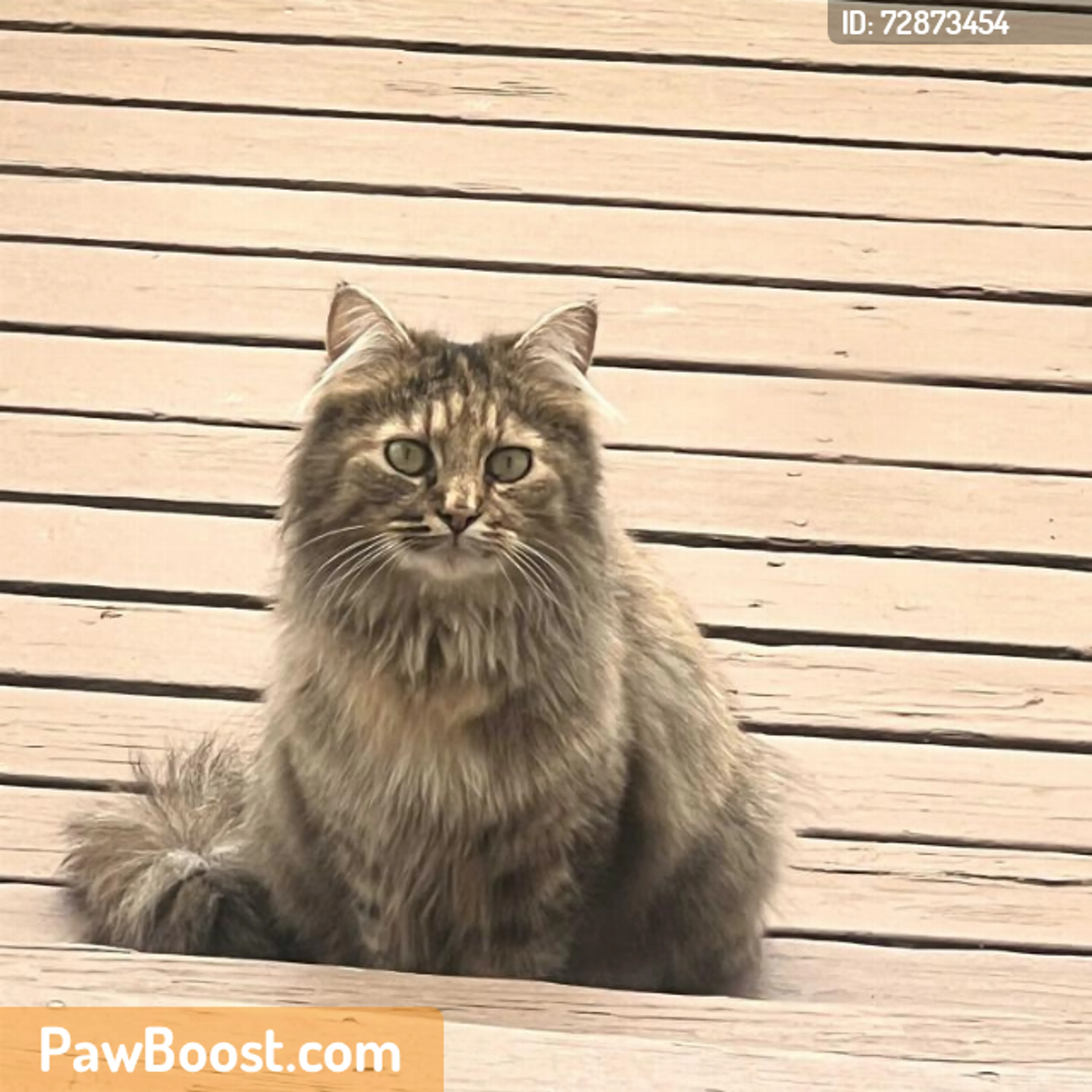 Found pet
