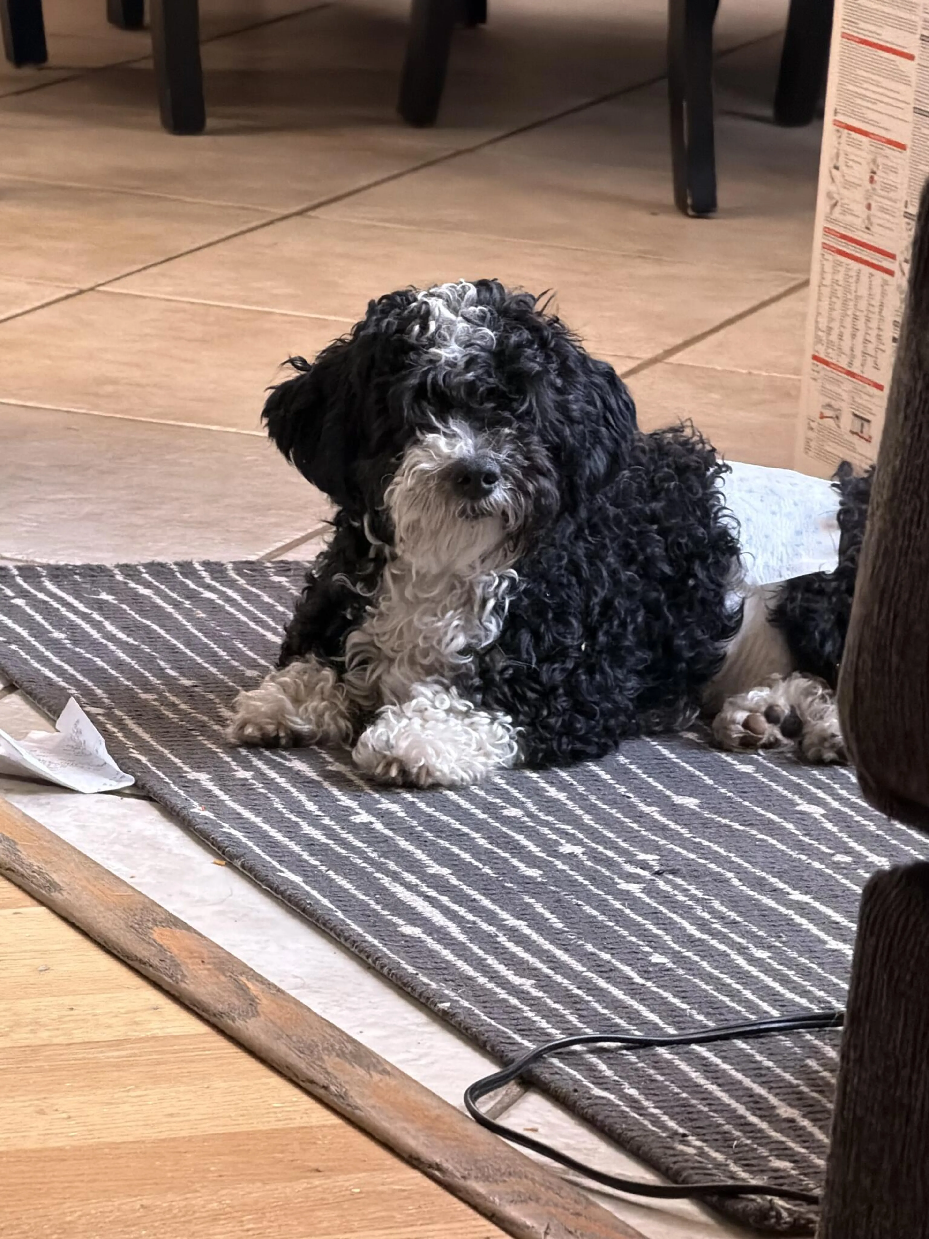 Found pet