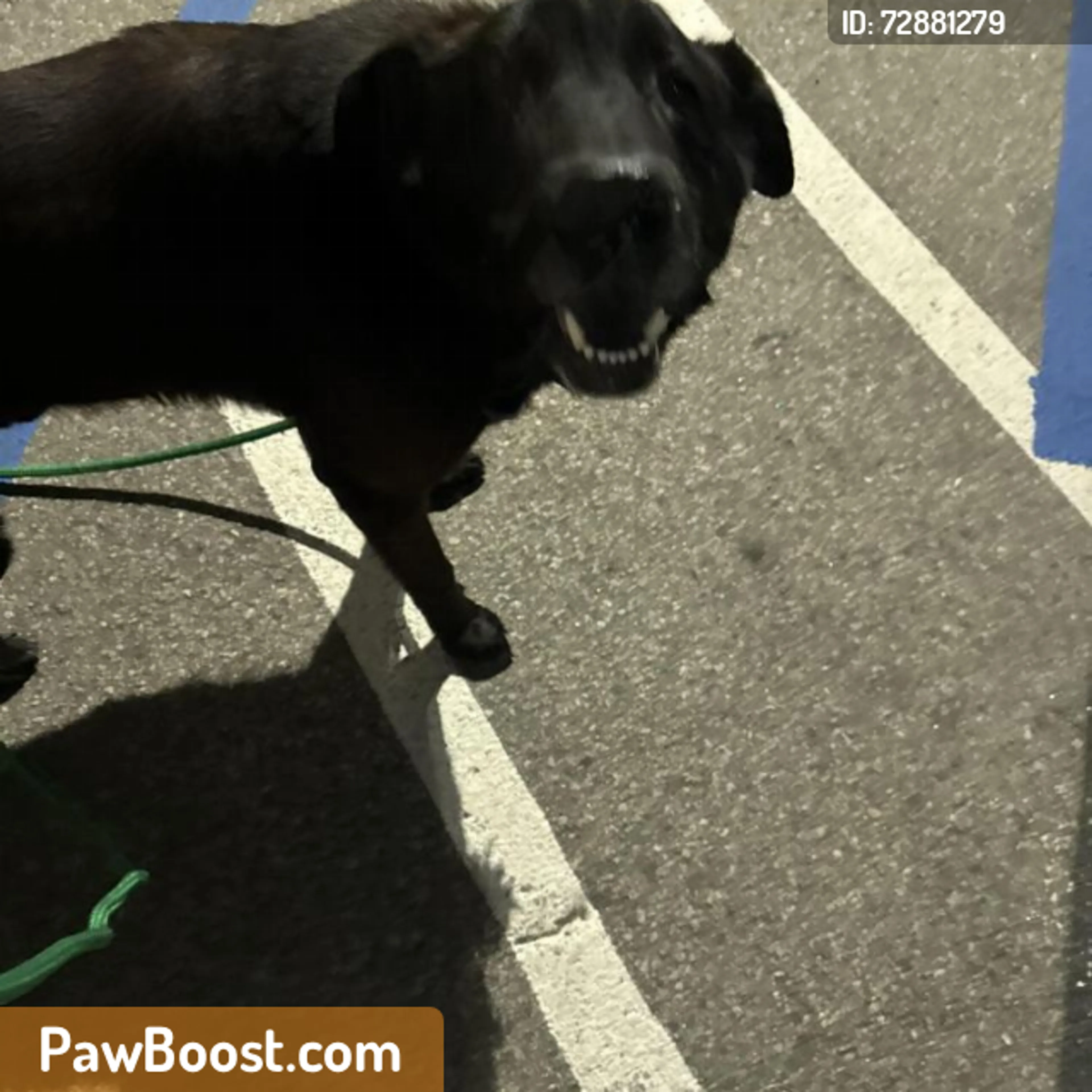 Found pet
