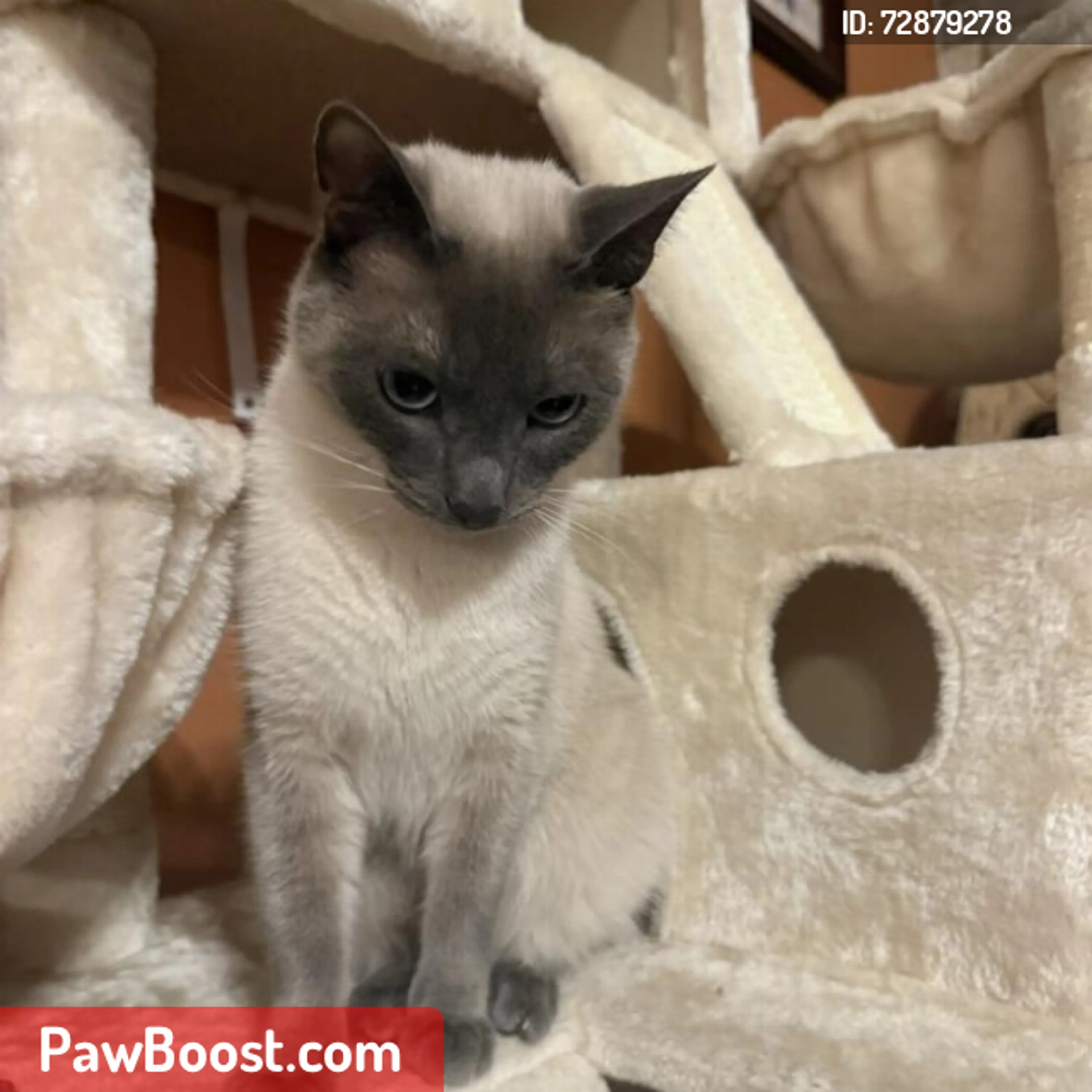 Lost pet
