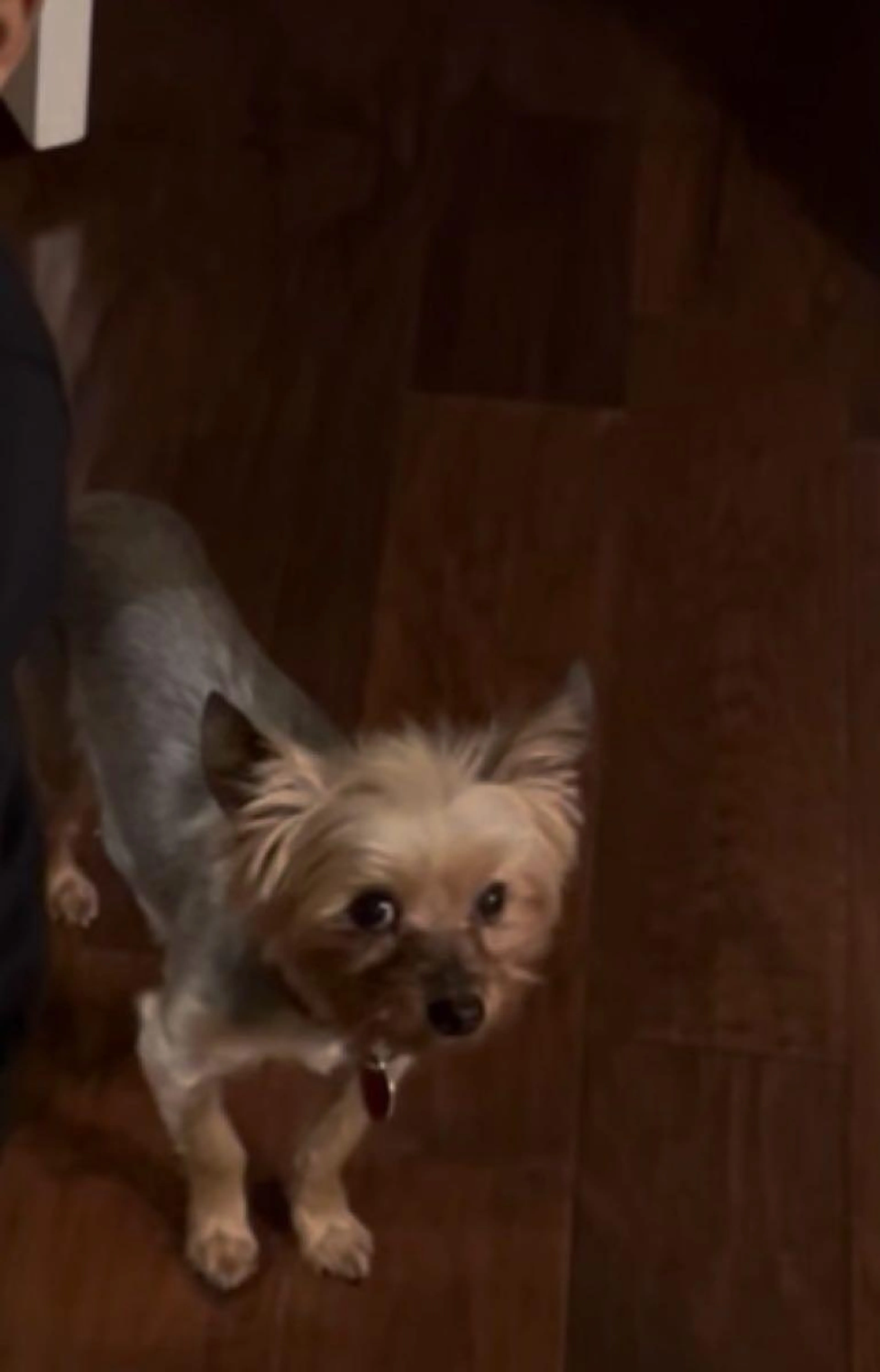 Lost pet