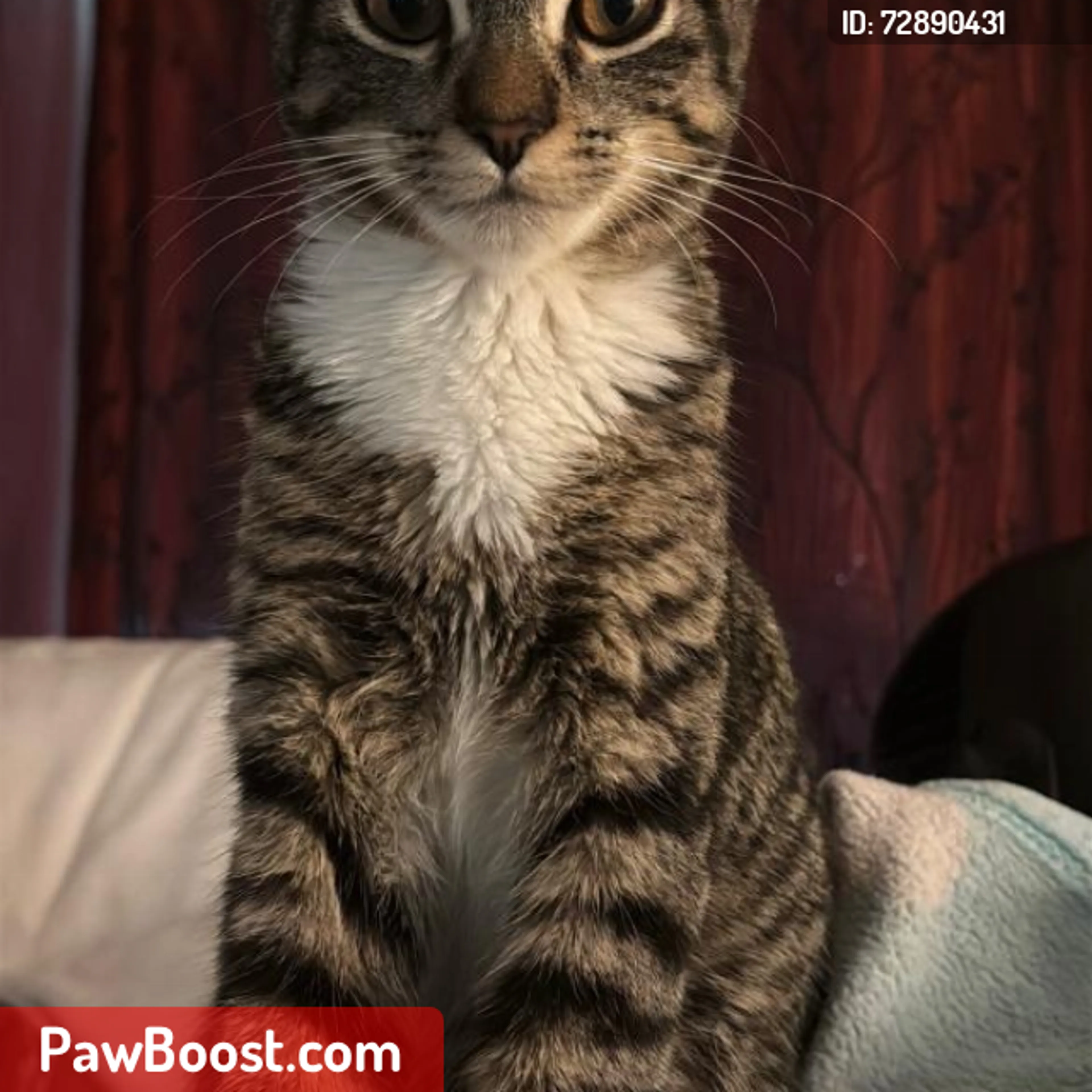 Lost pet