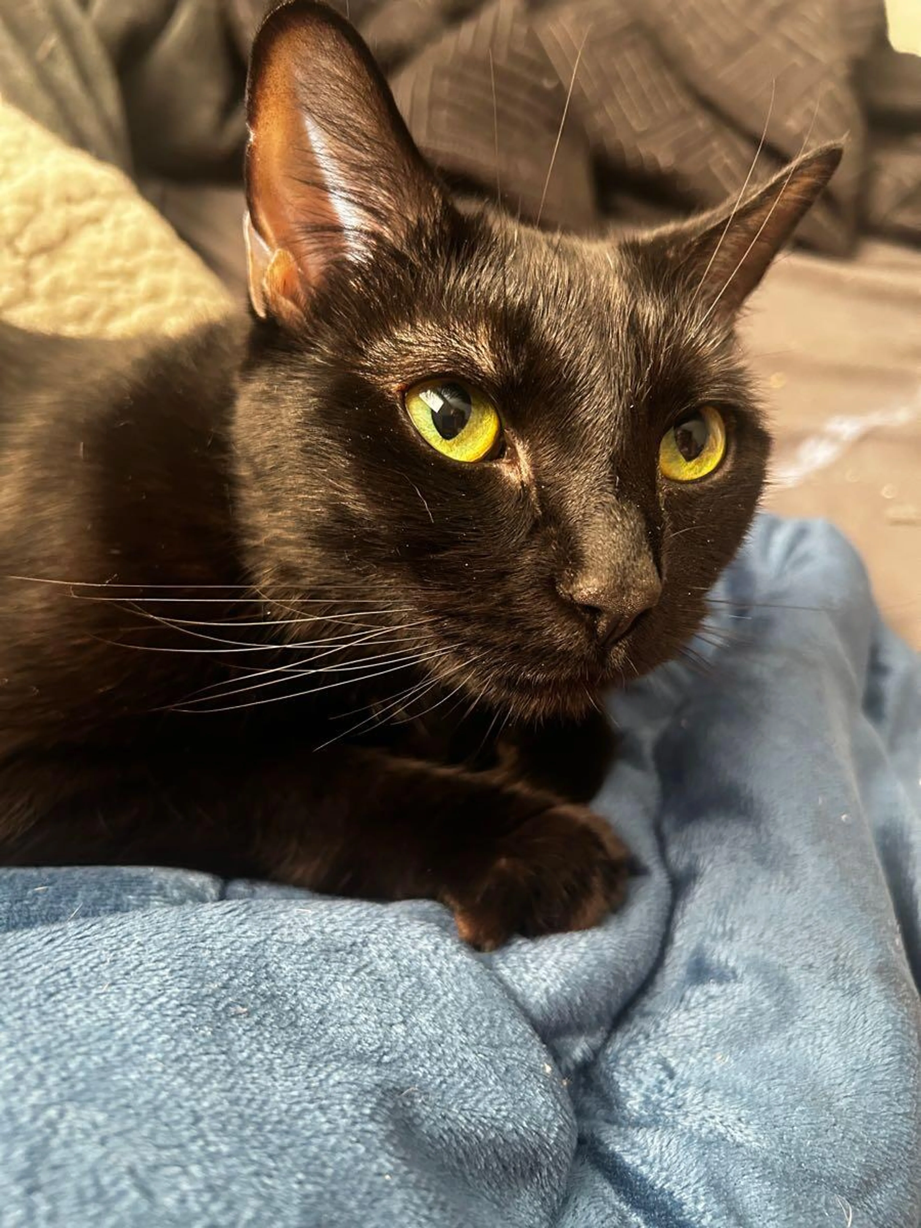 Lost pet