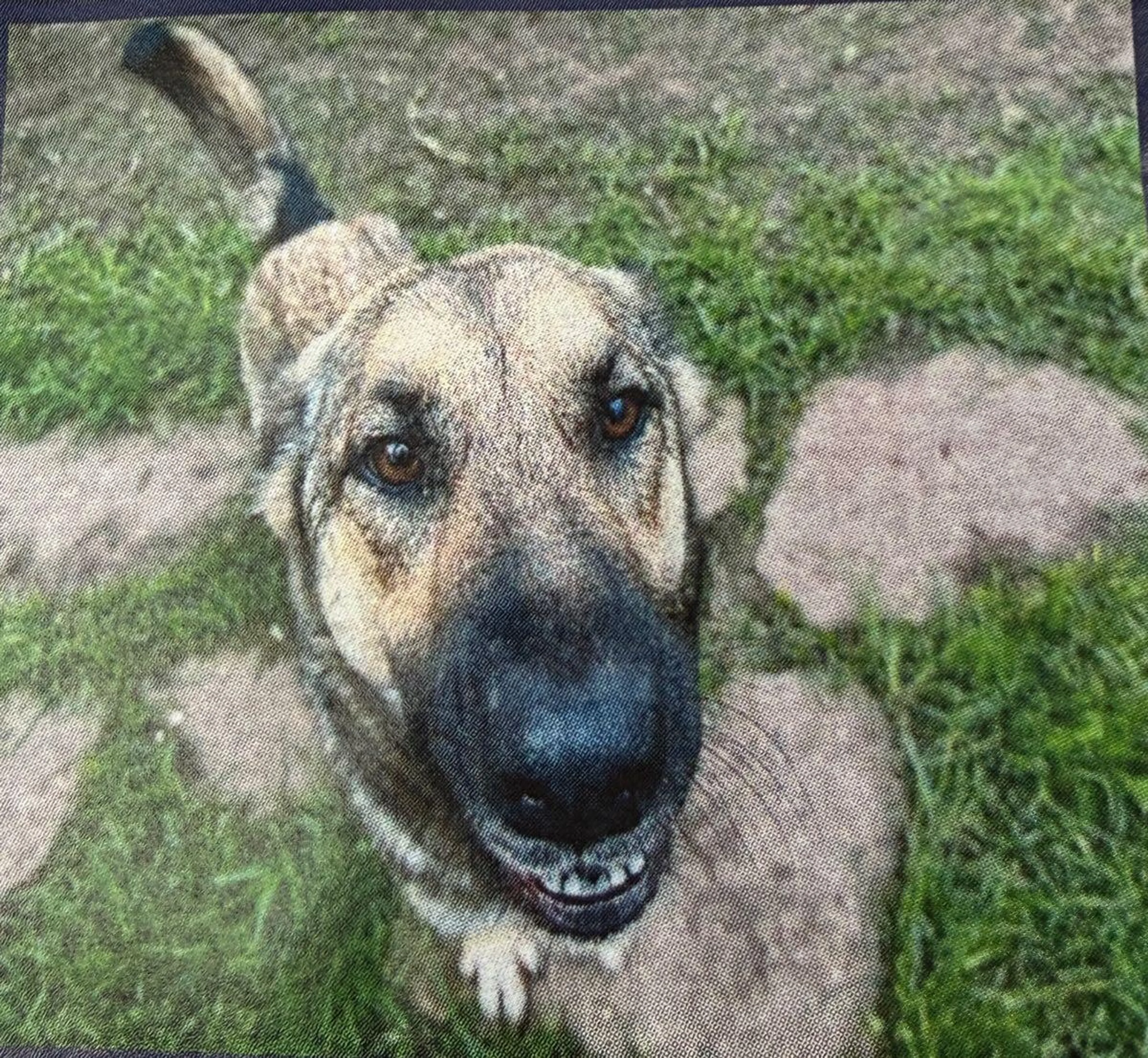 Lost pet