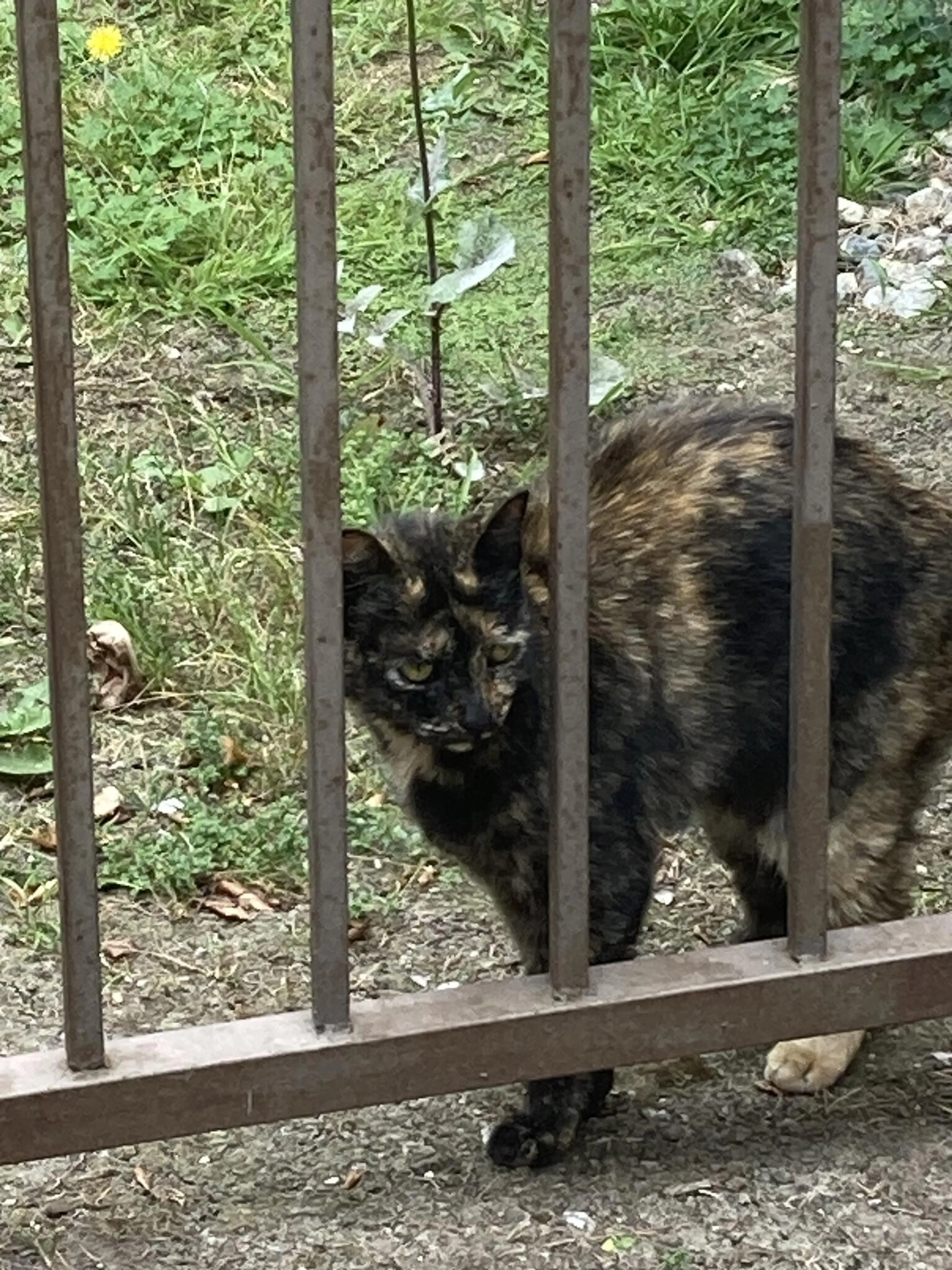 Found pet