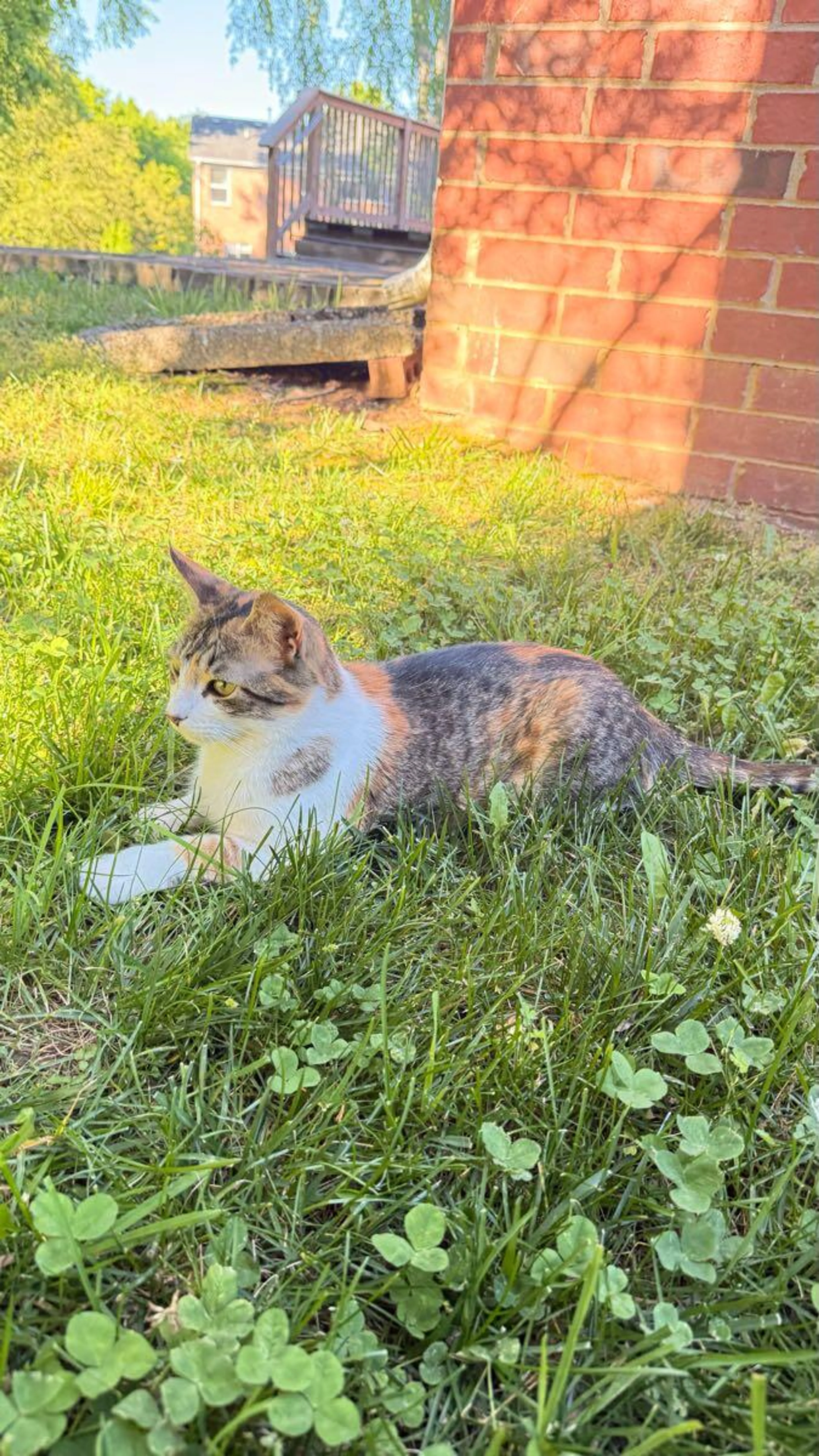 Found pet