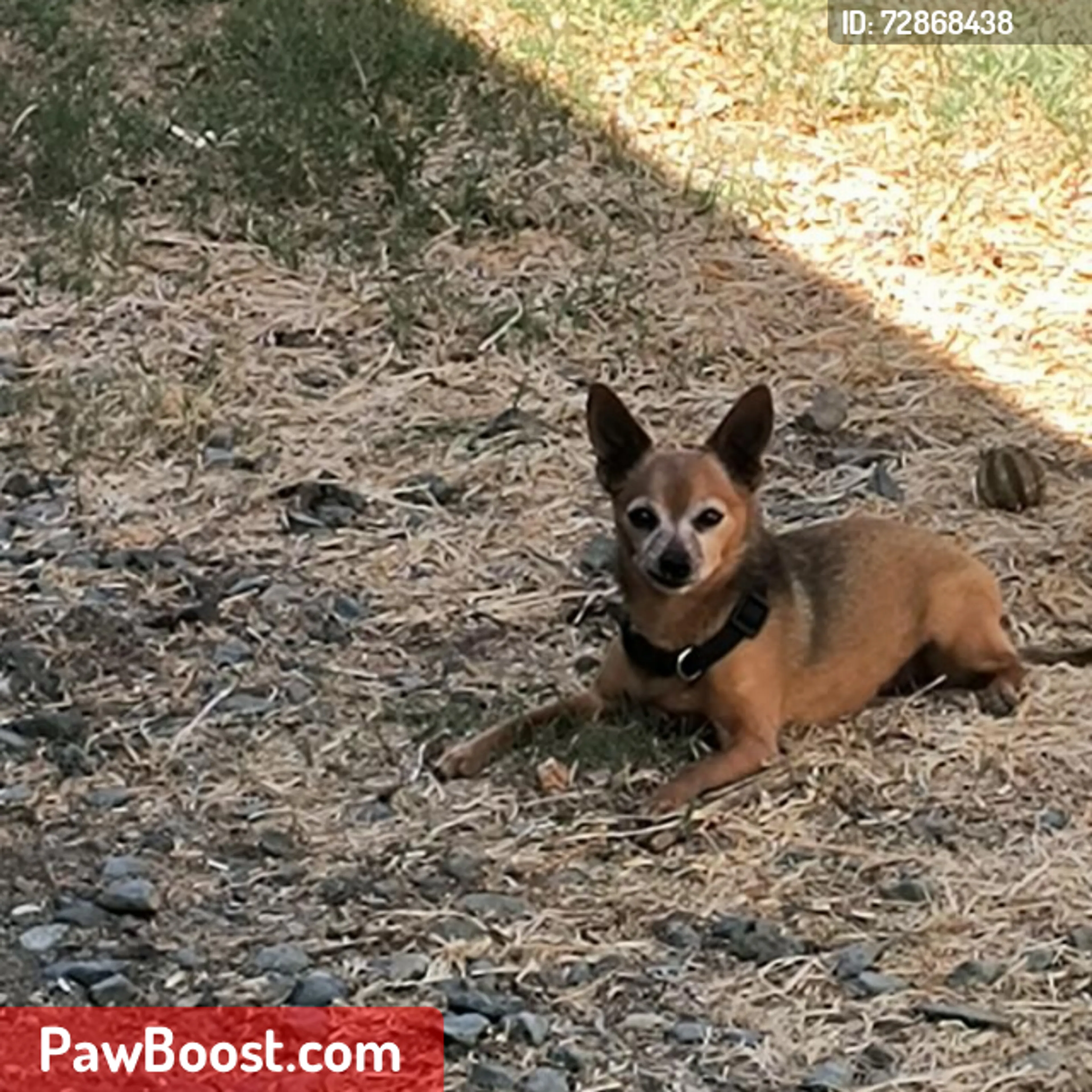 Lost pet