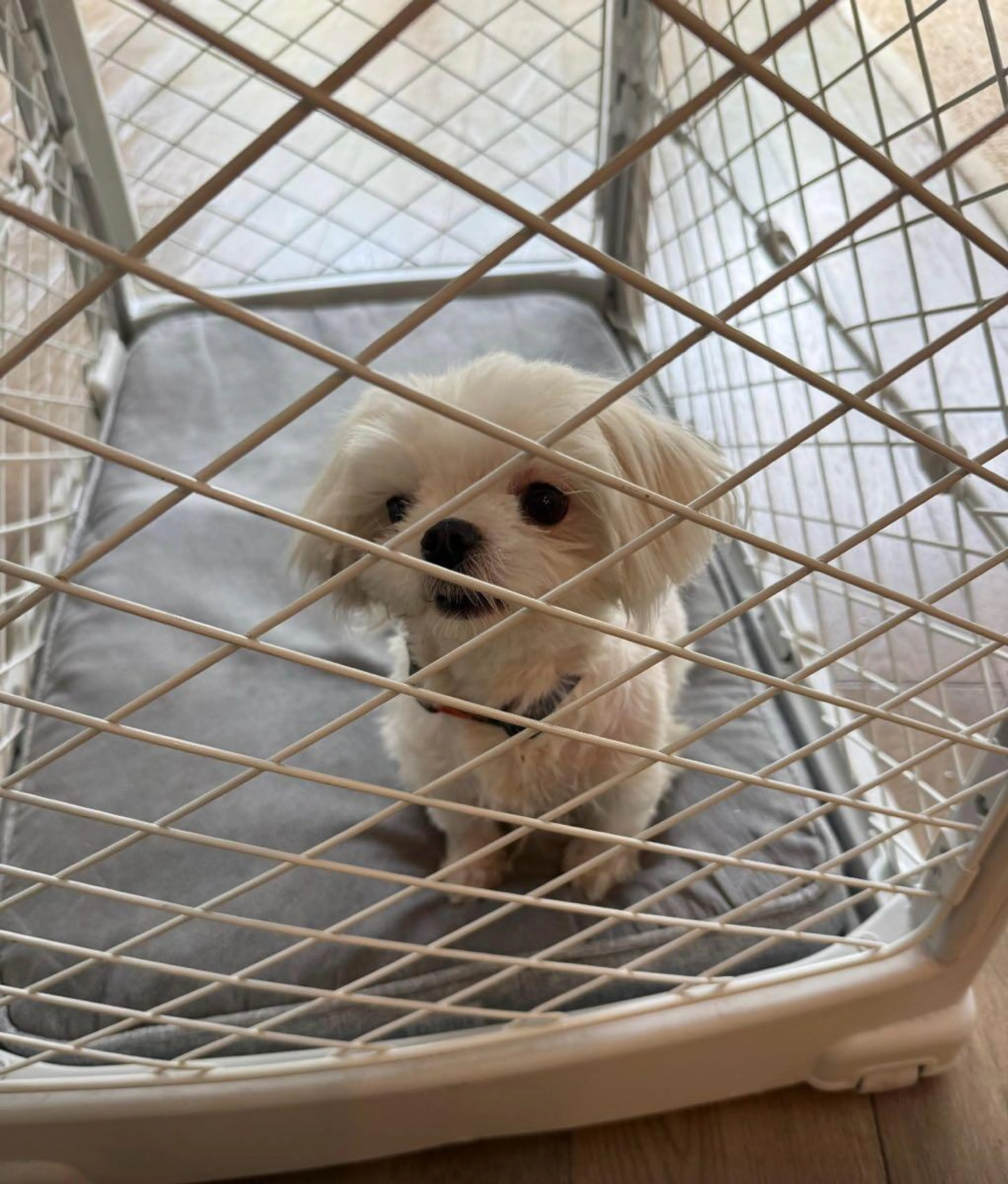 Found pet
