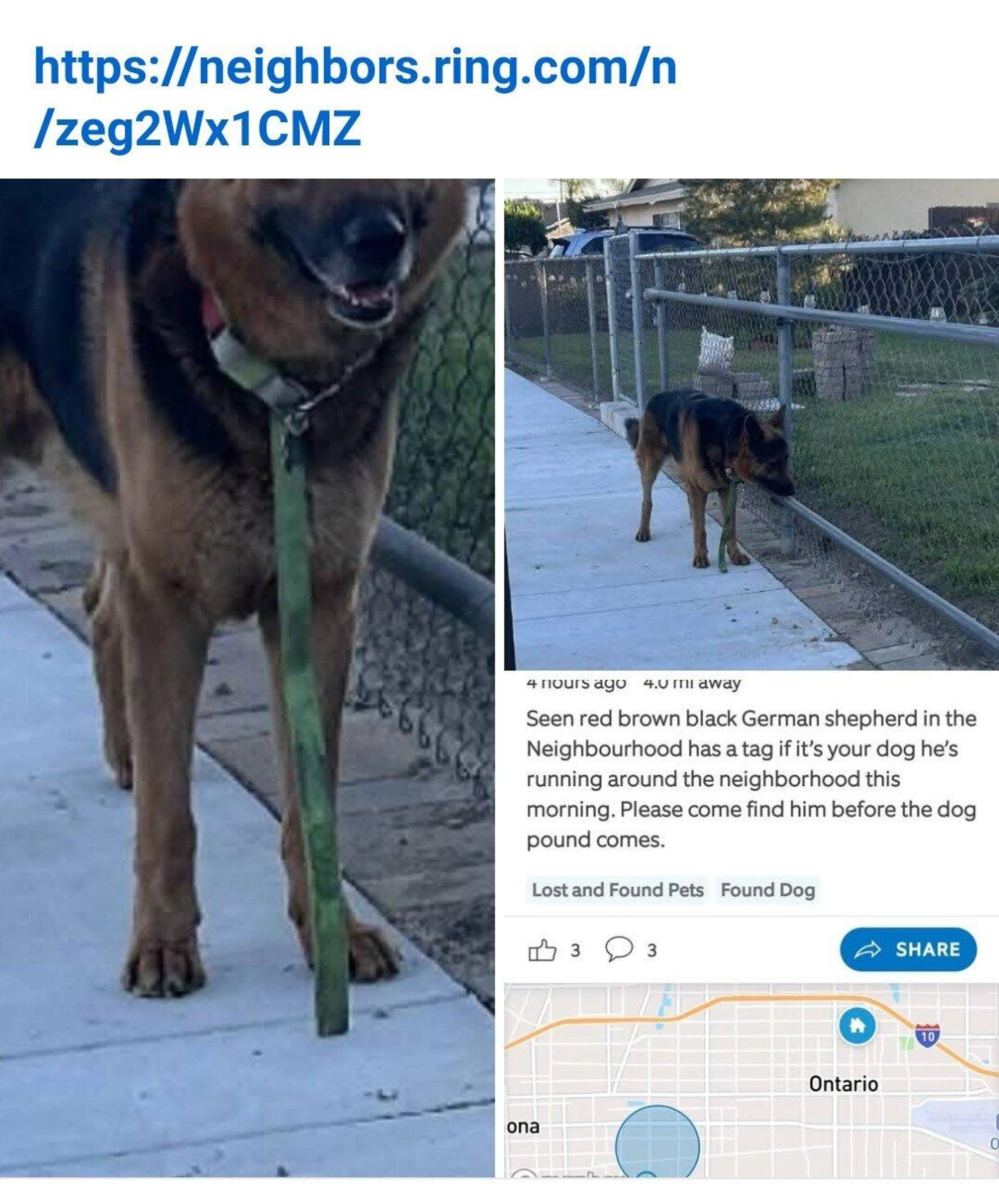 Found pet