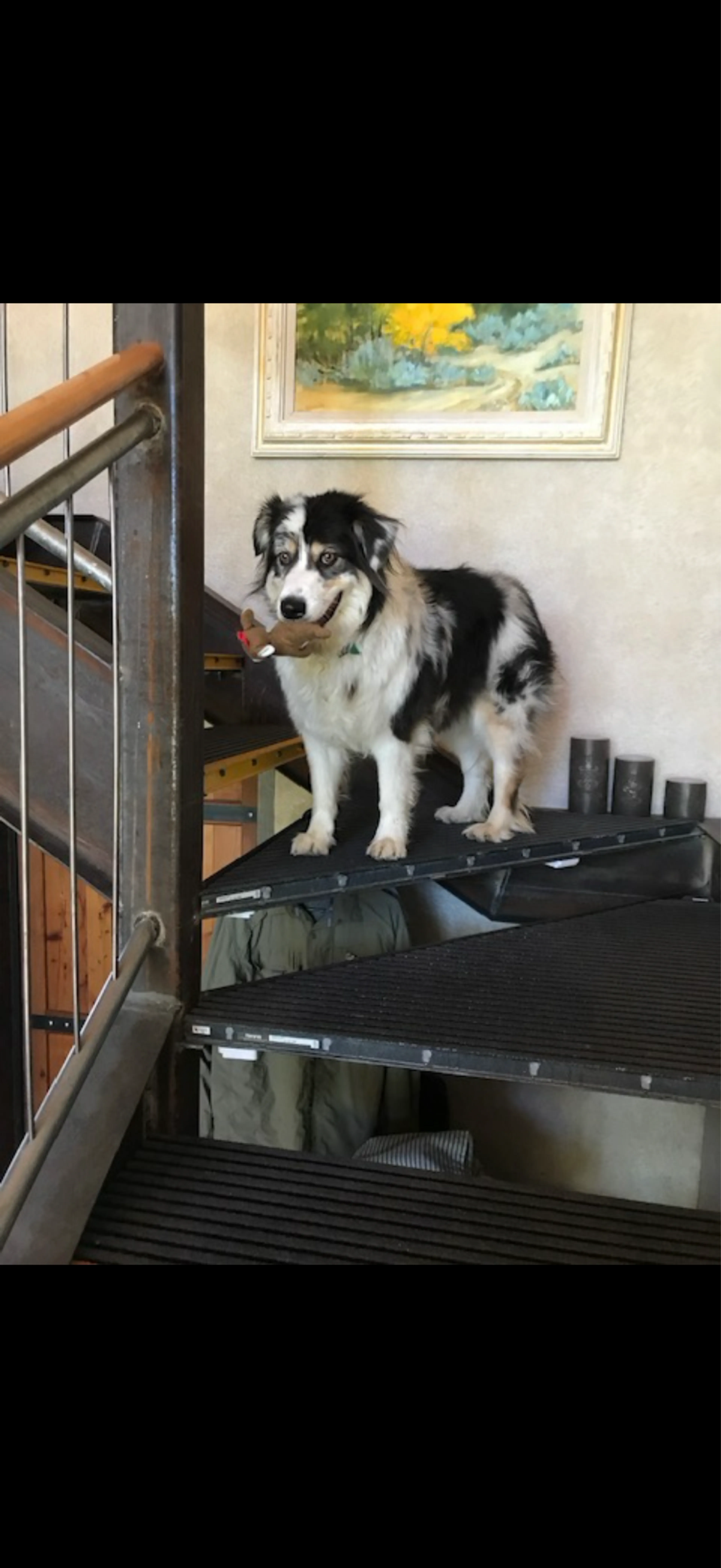Lost pet