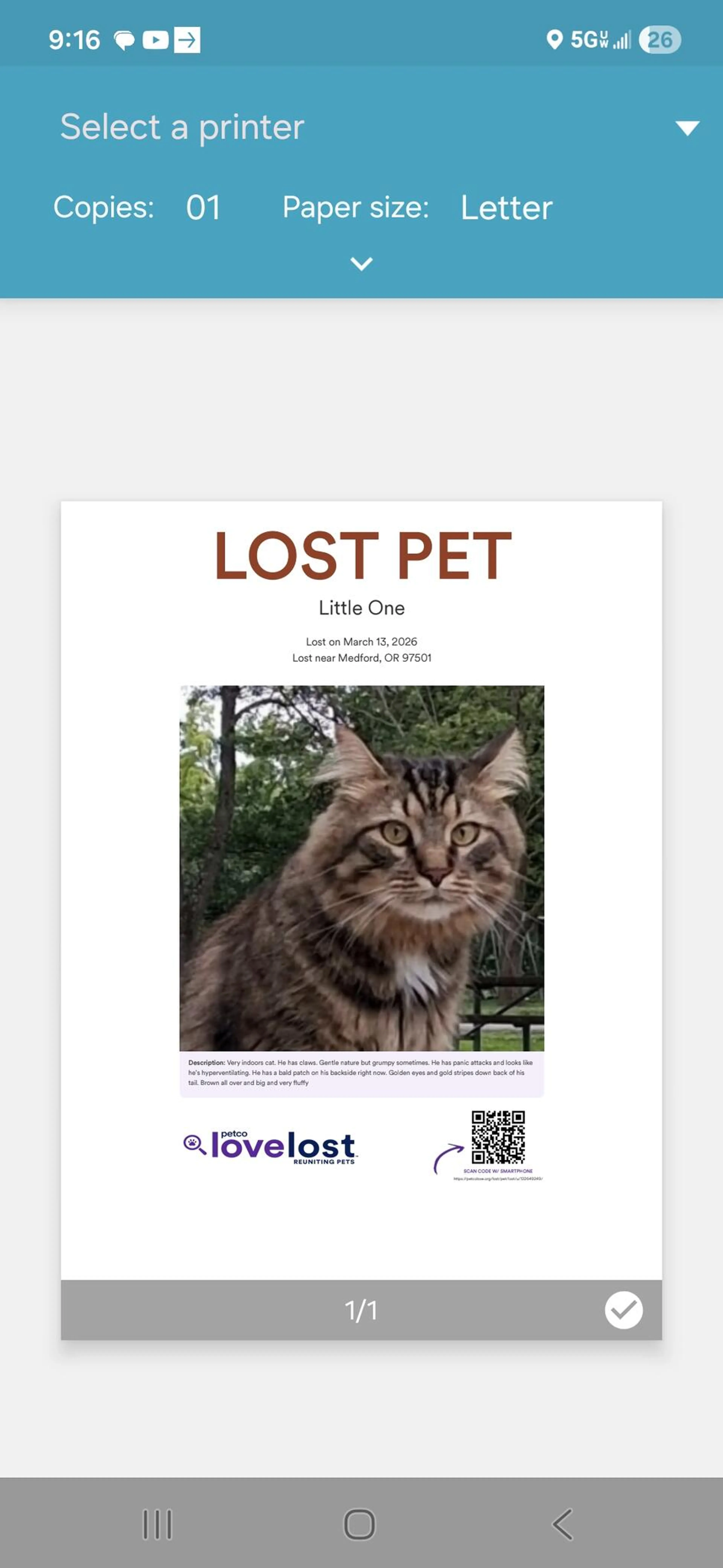 Lost pet