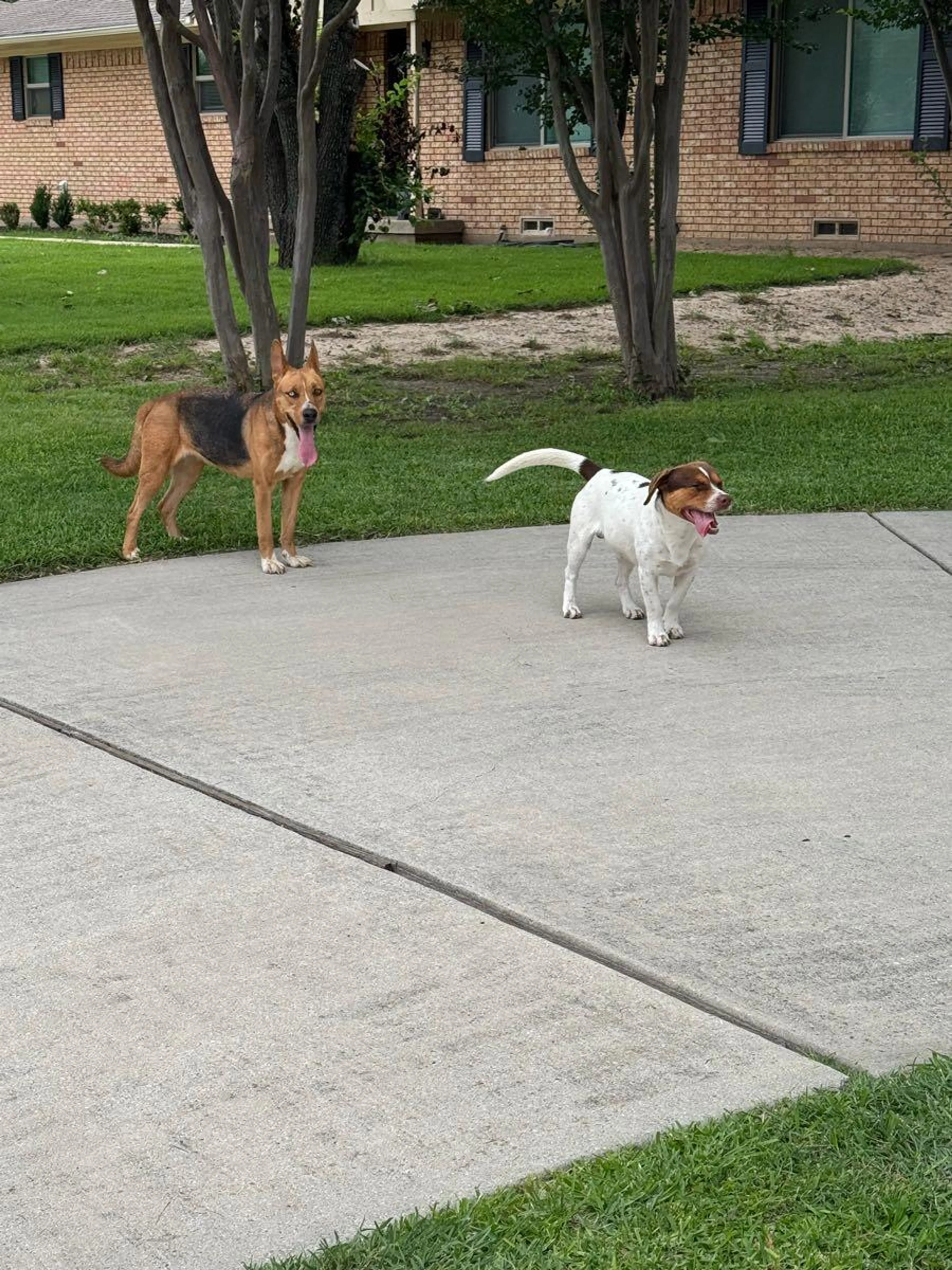 Found pet