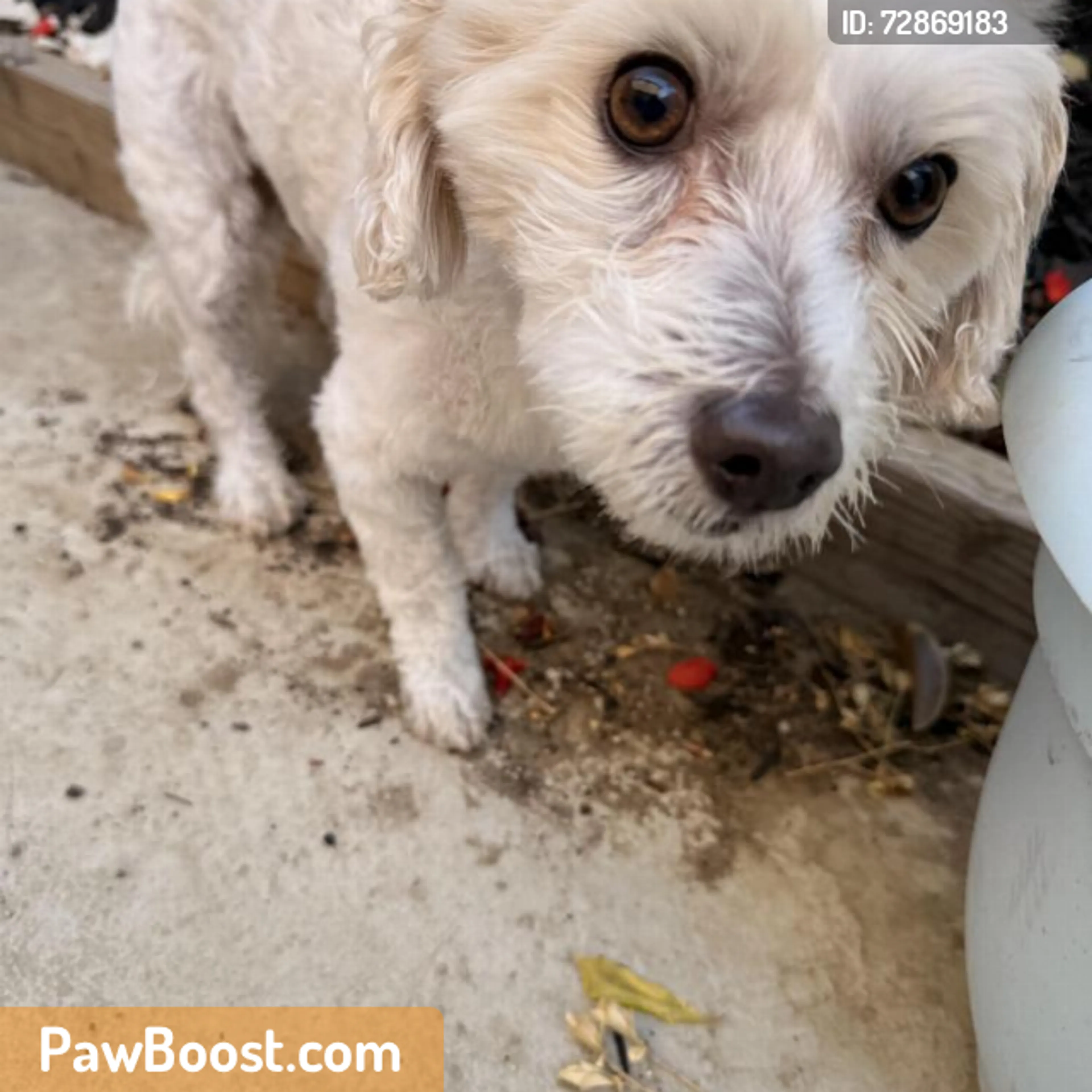 Found pet