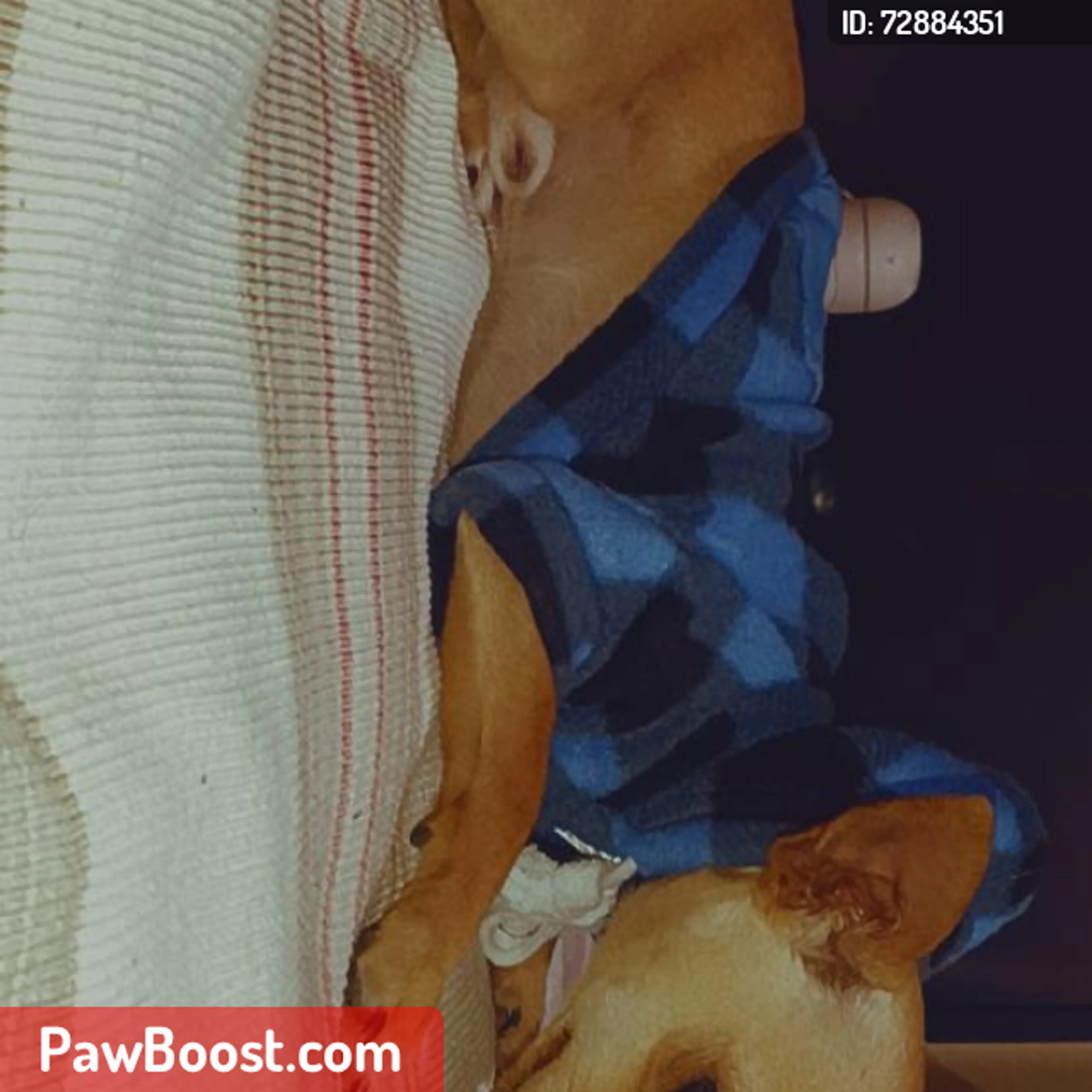Lost pet