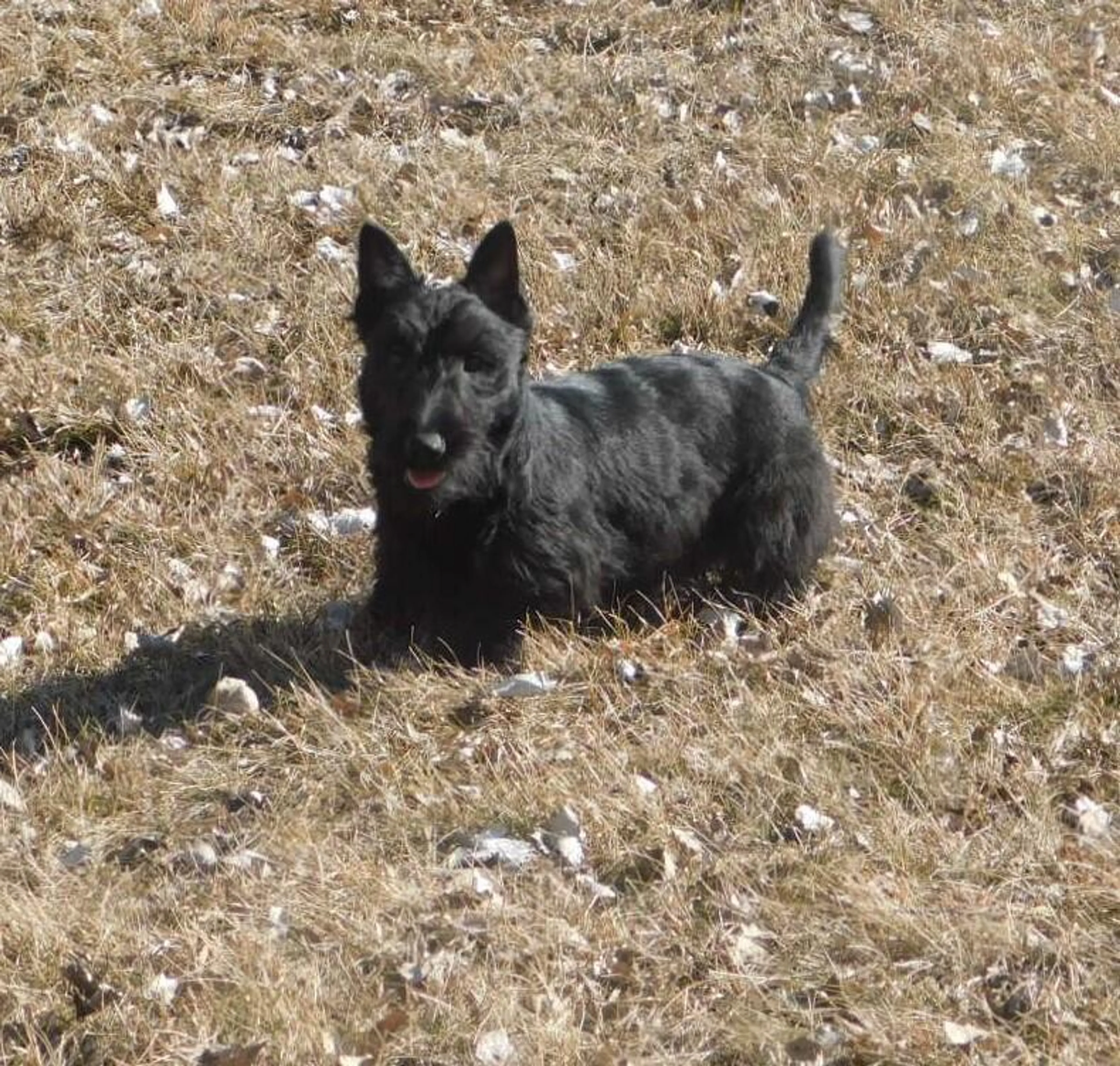 Lost pet