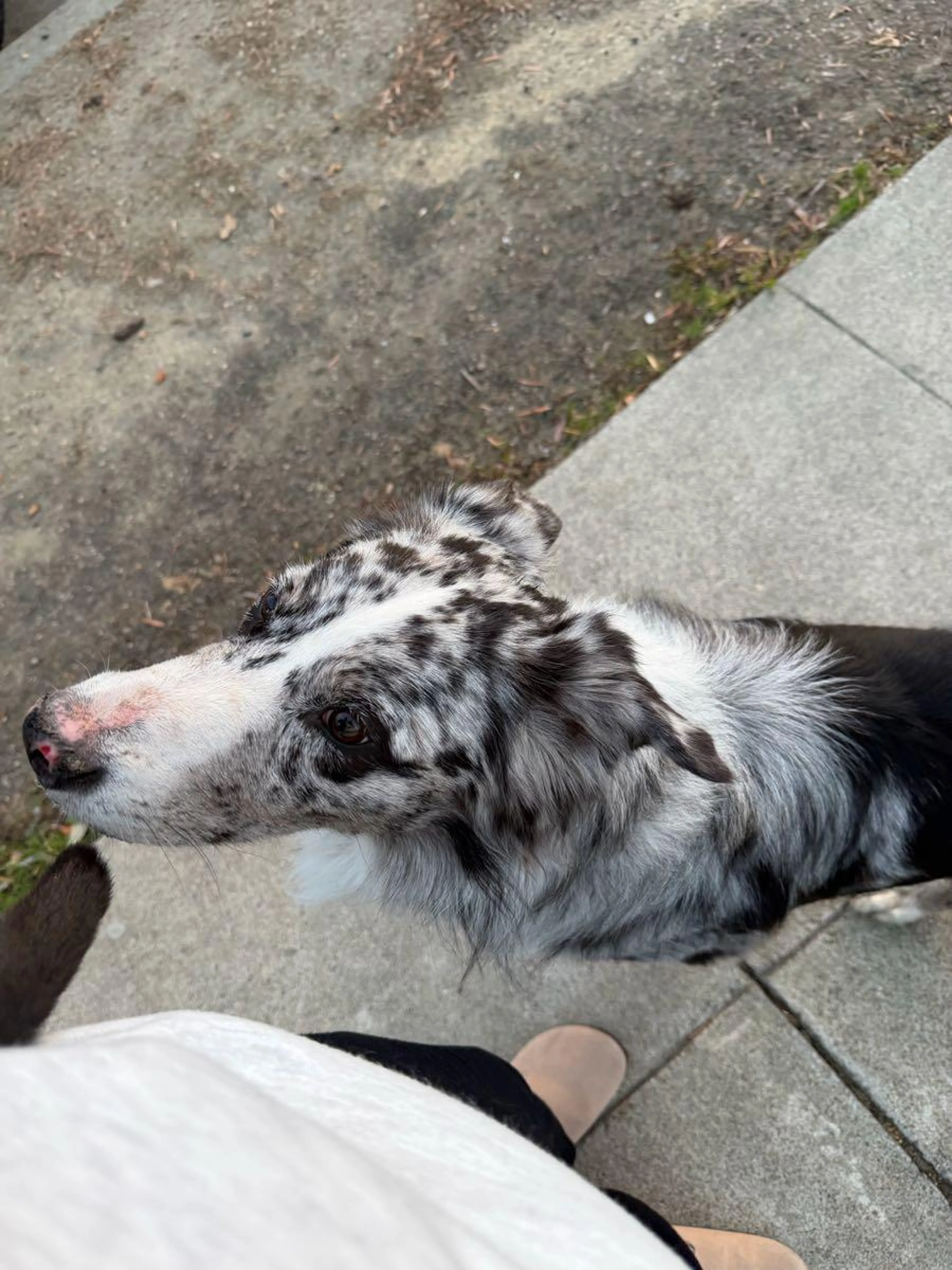 Lost pet
