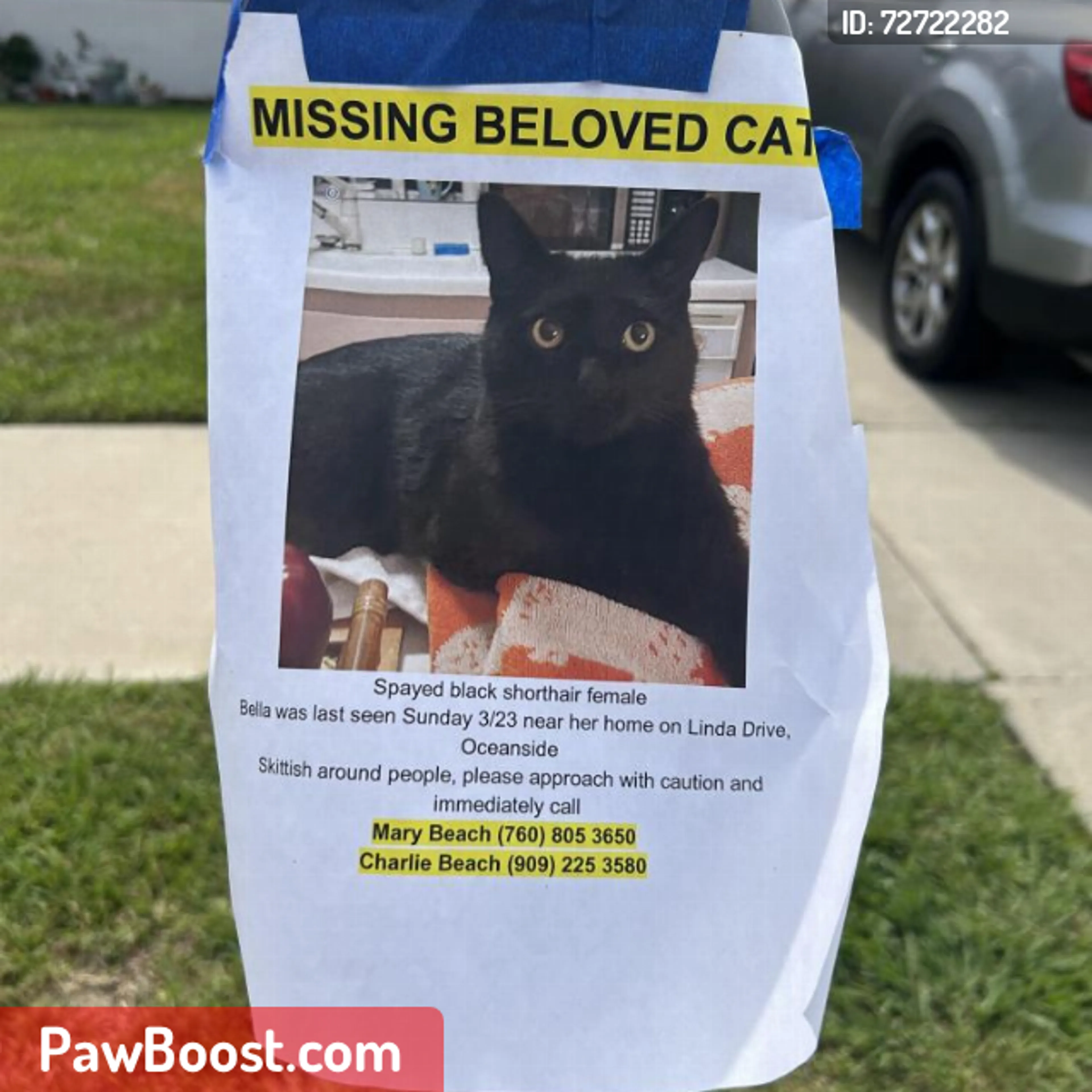 Lost pet