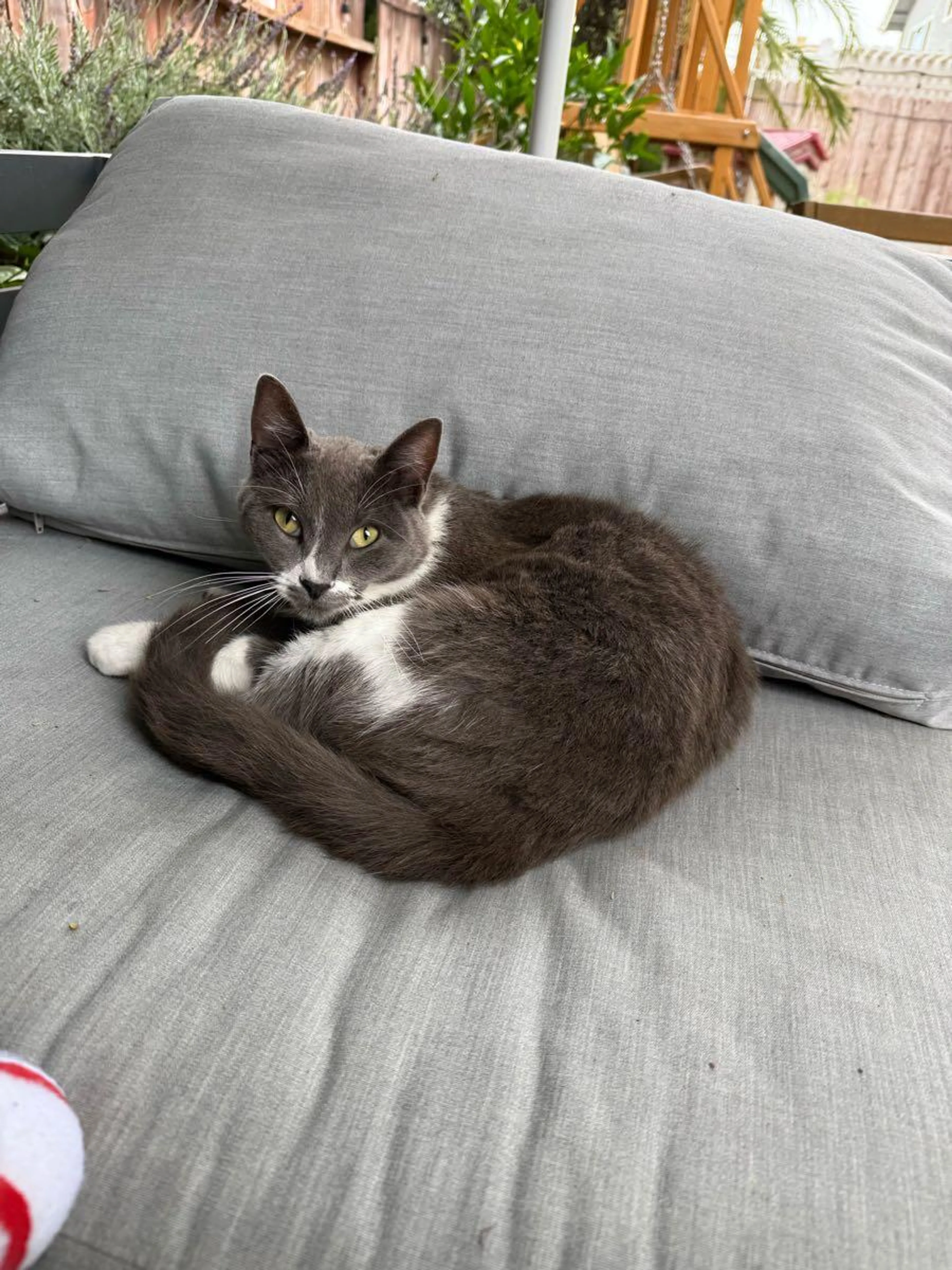Lost pet