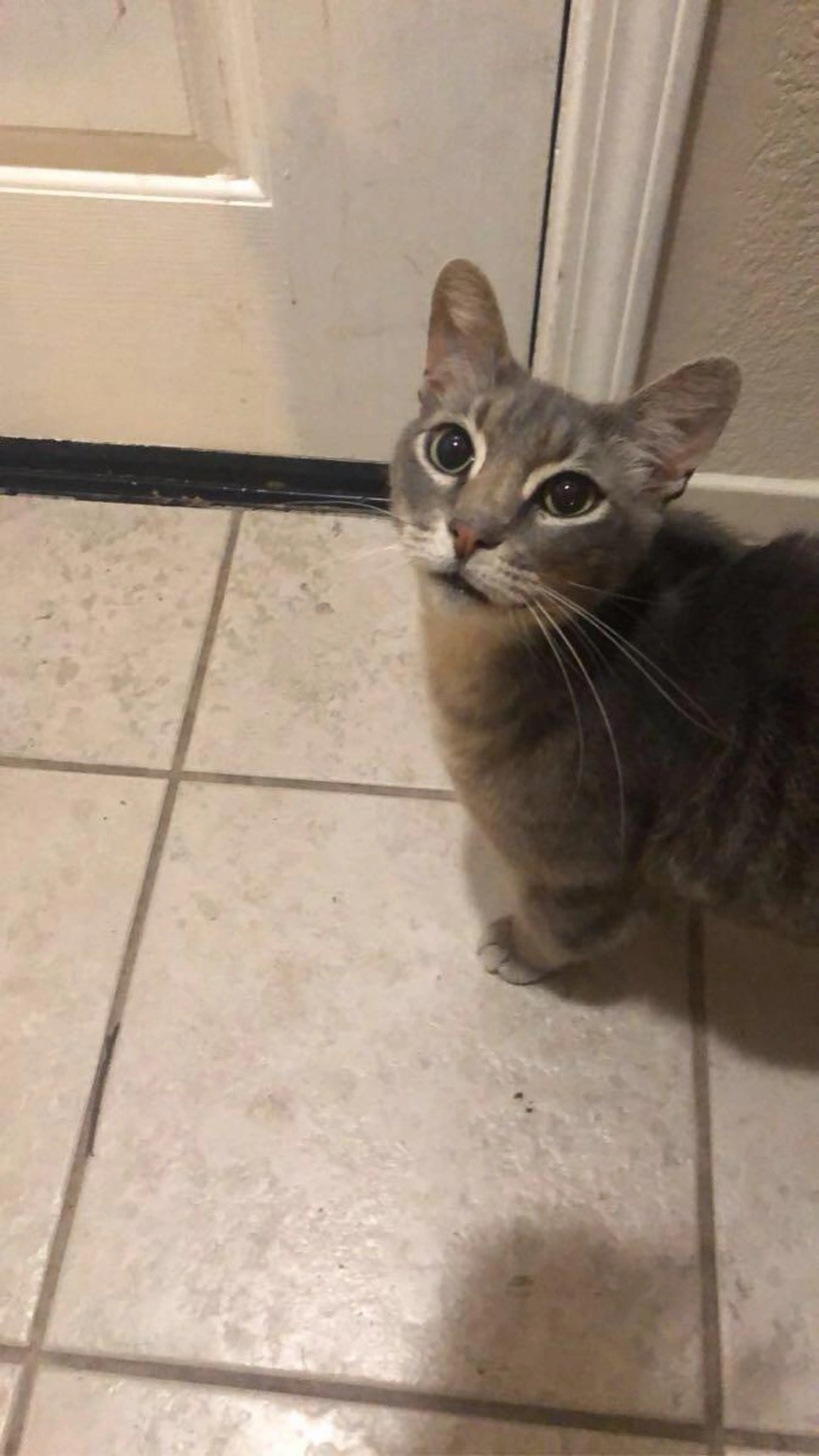 Found pet