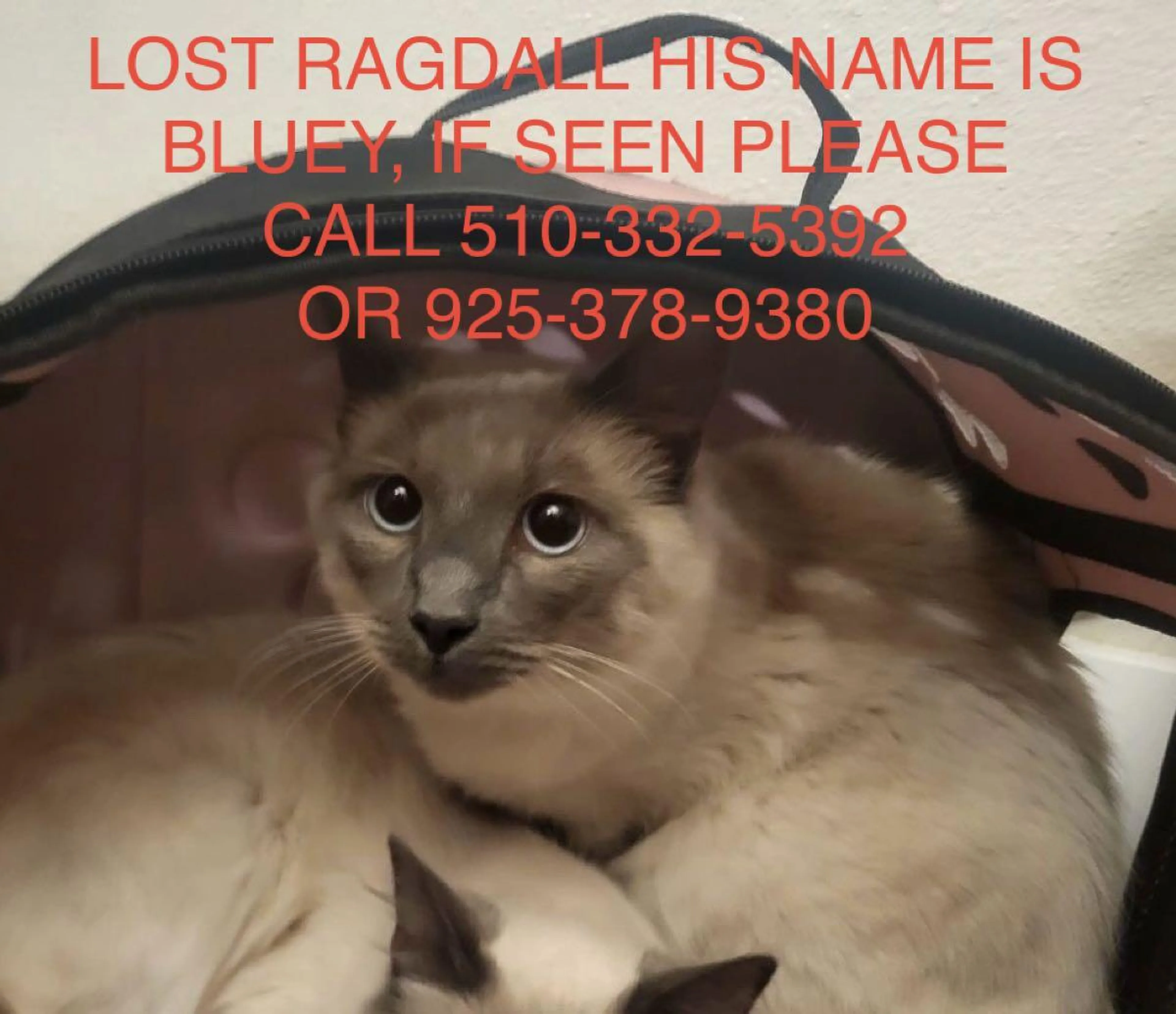 Lost pet