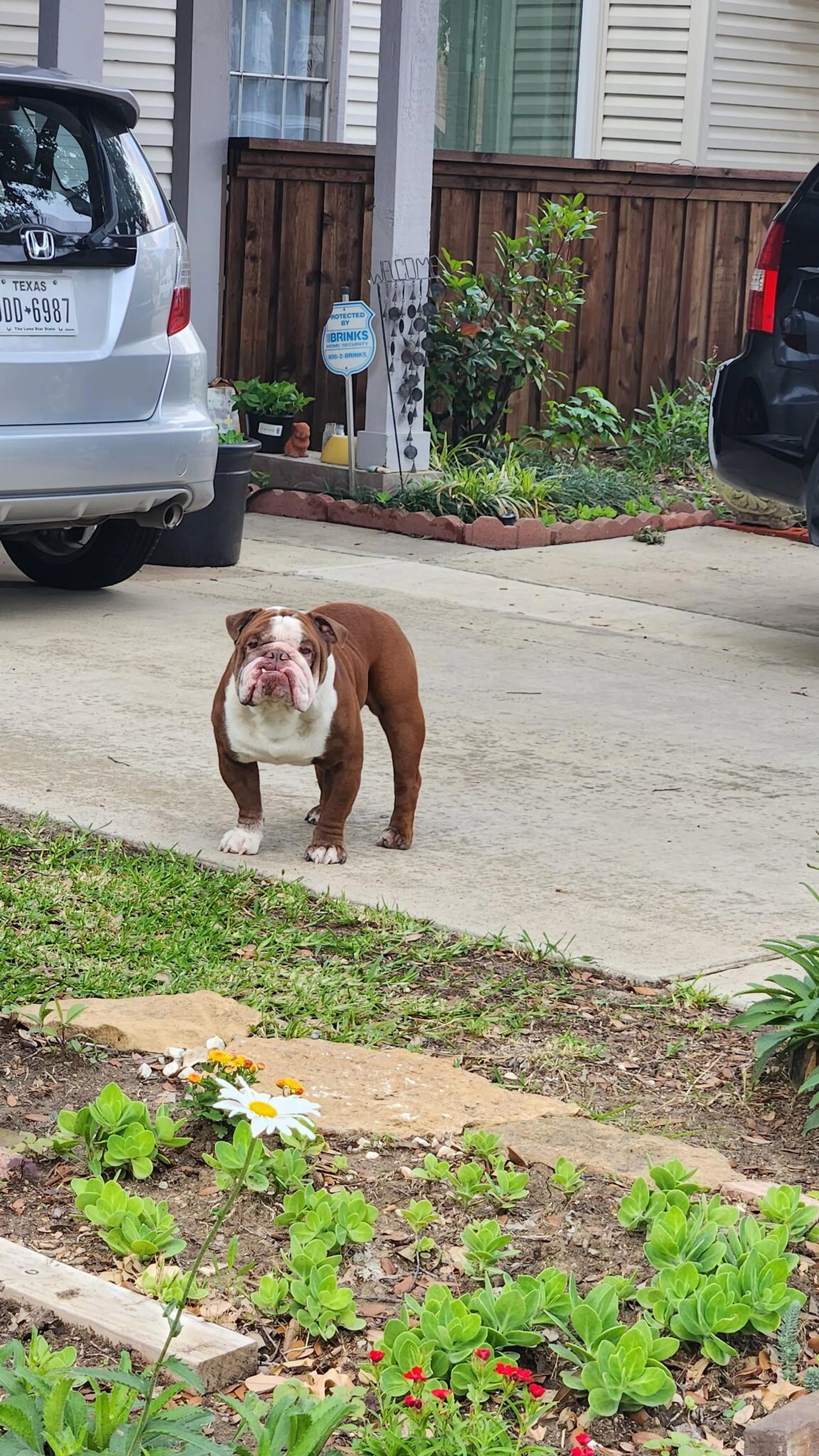 Found pet