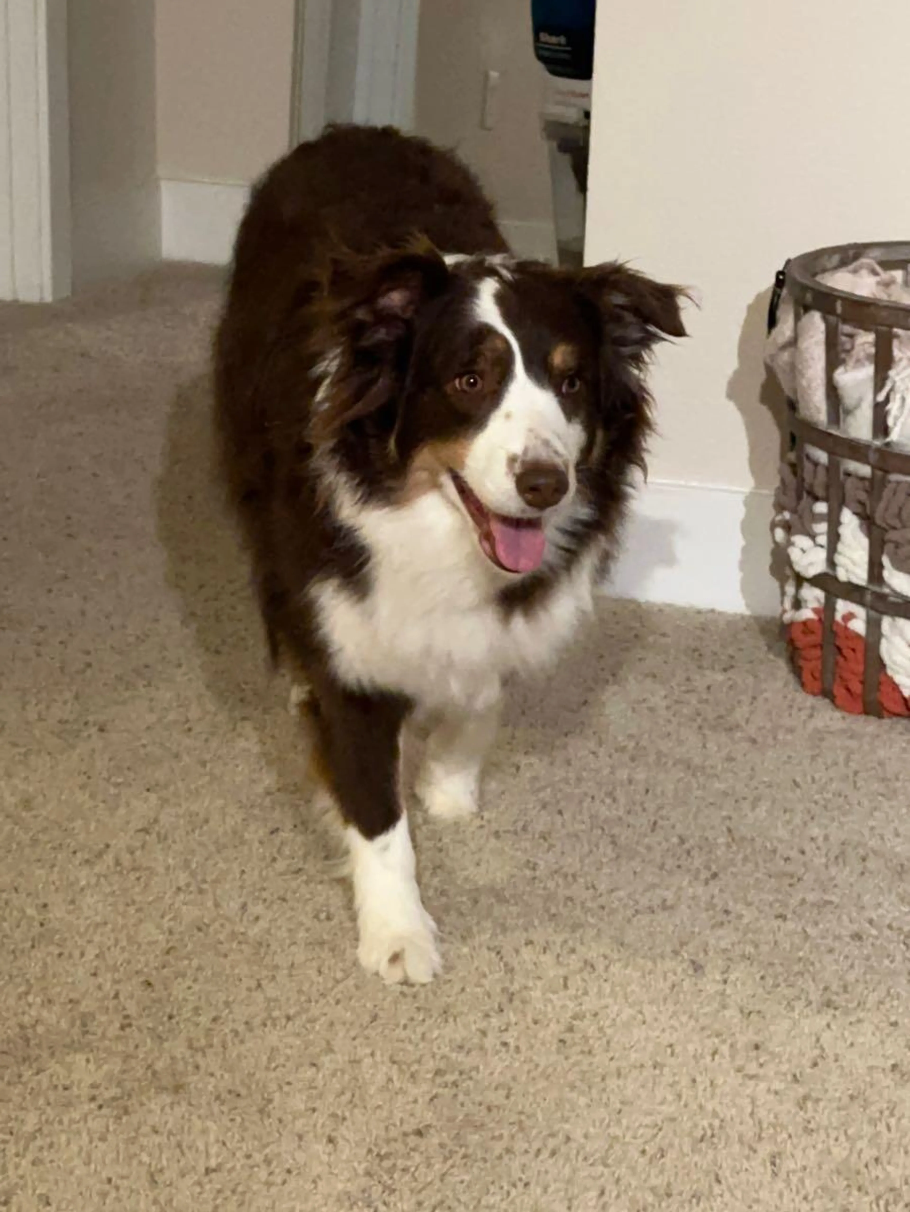 Lost pet