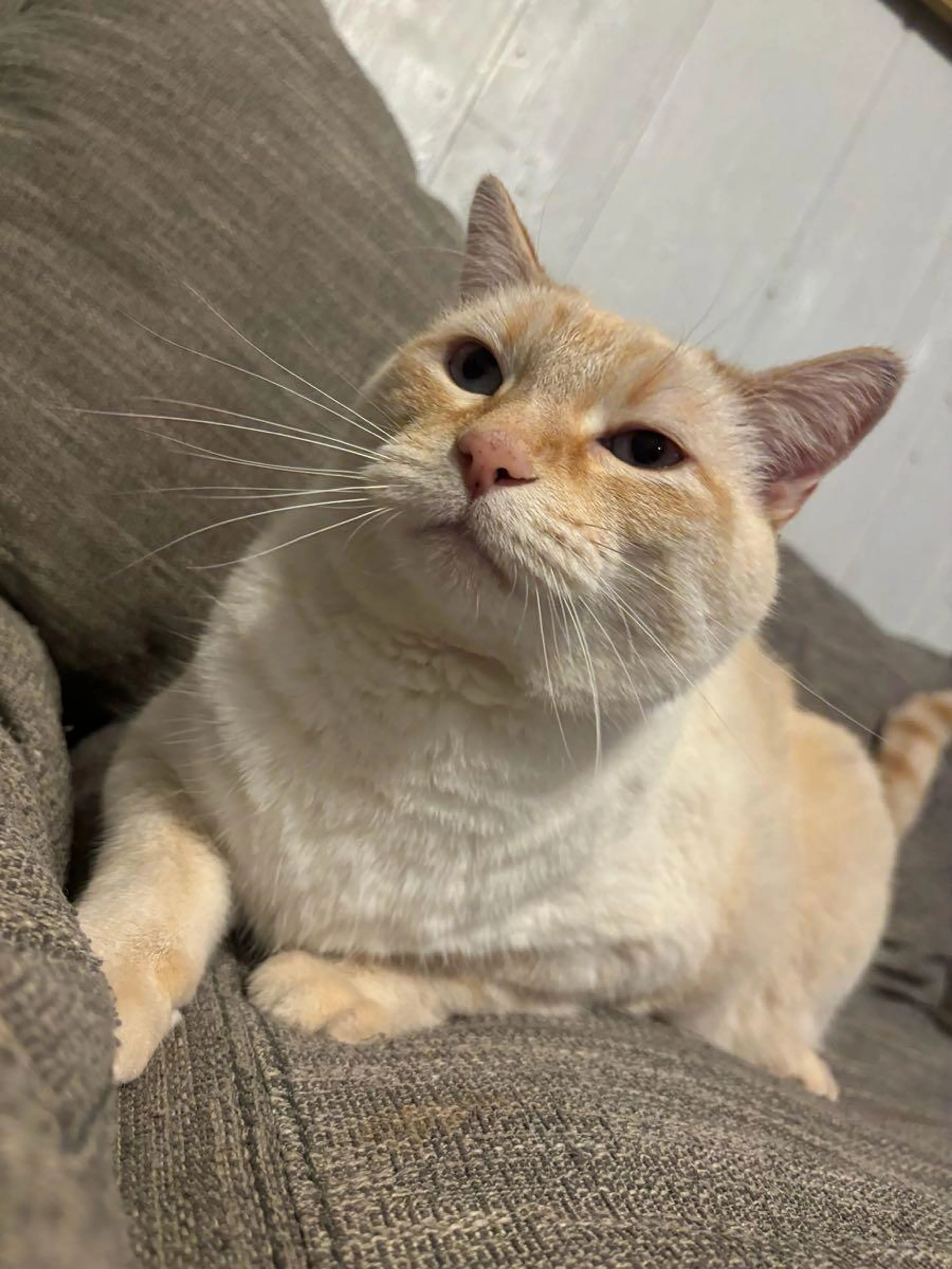Lost pet