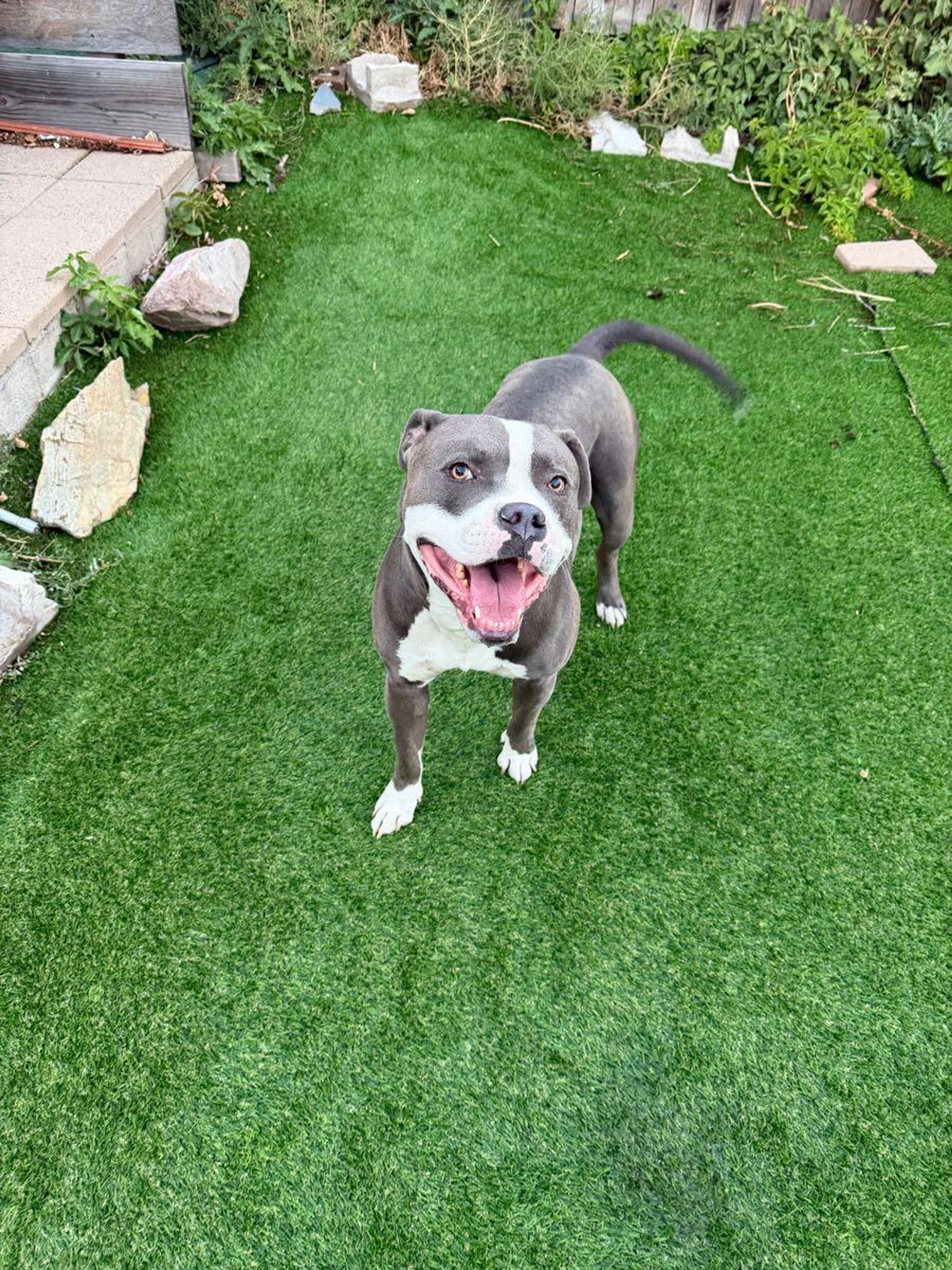 cdn image