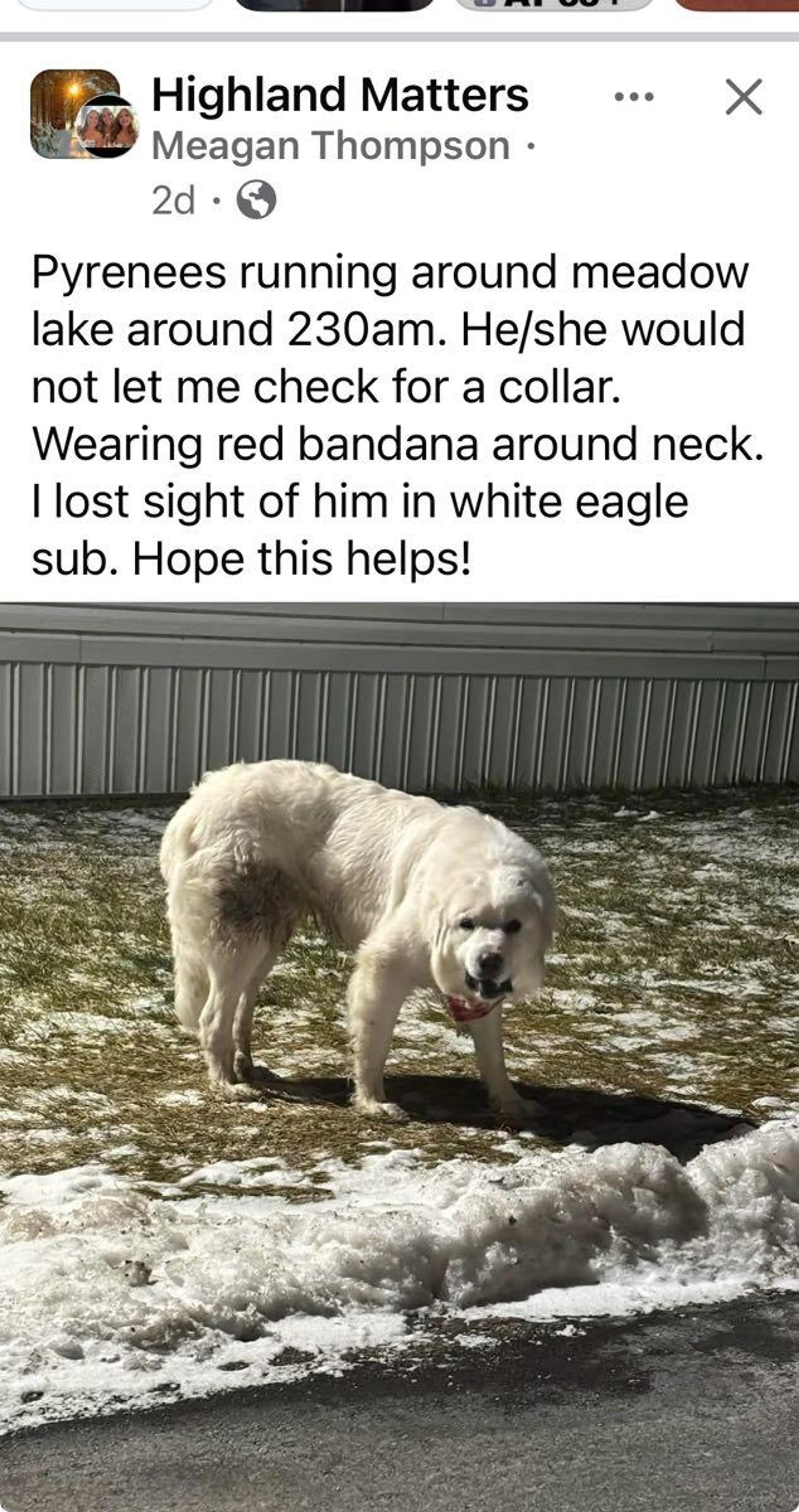 Found pet