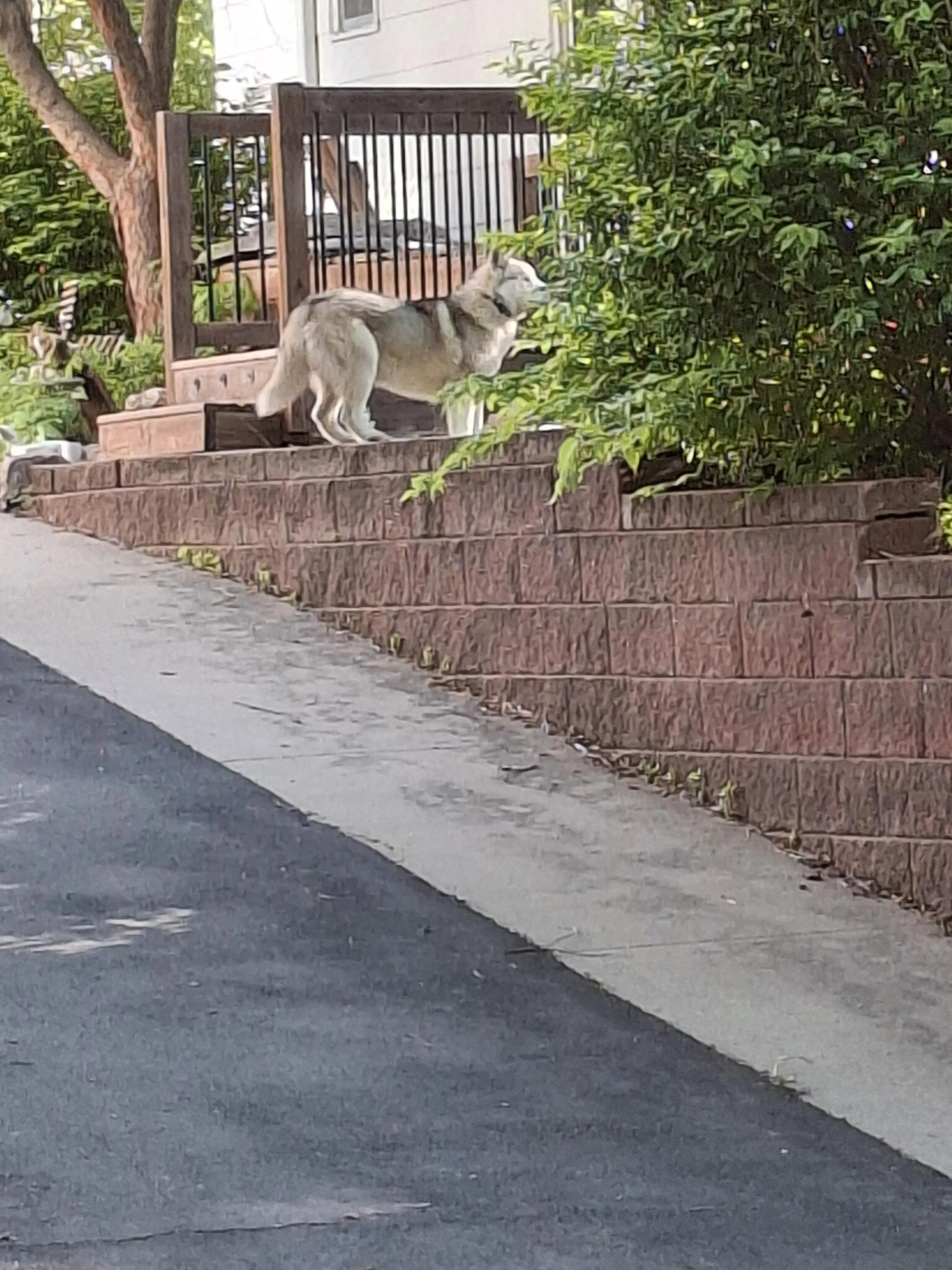 Found pet