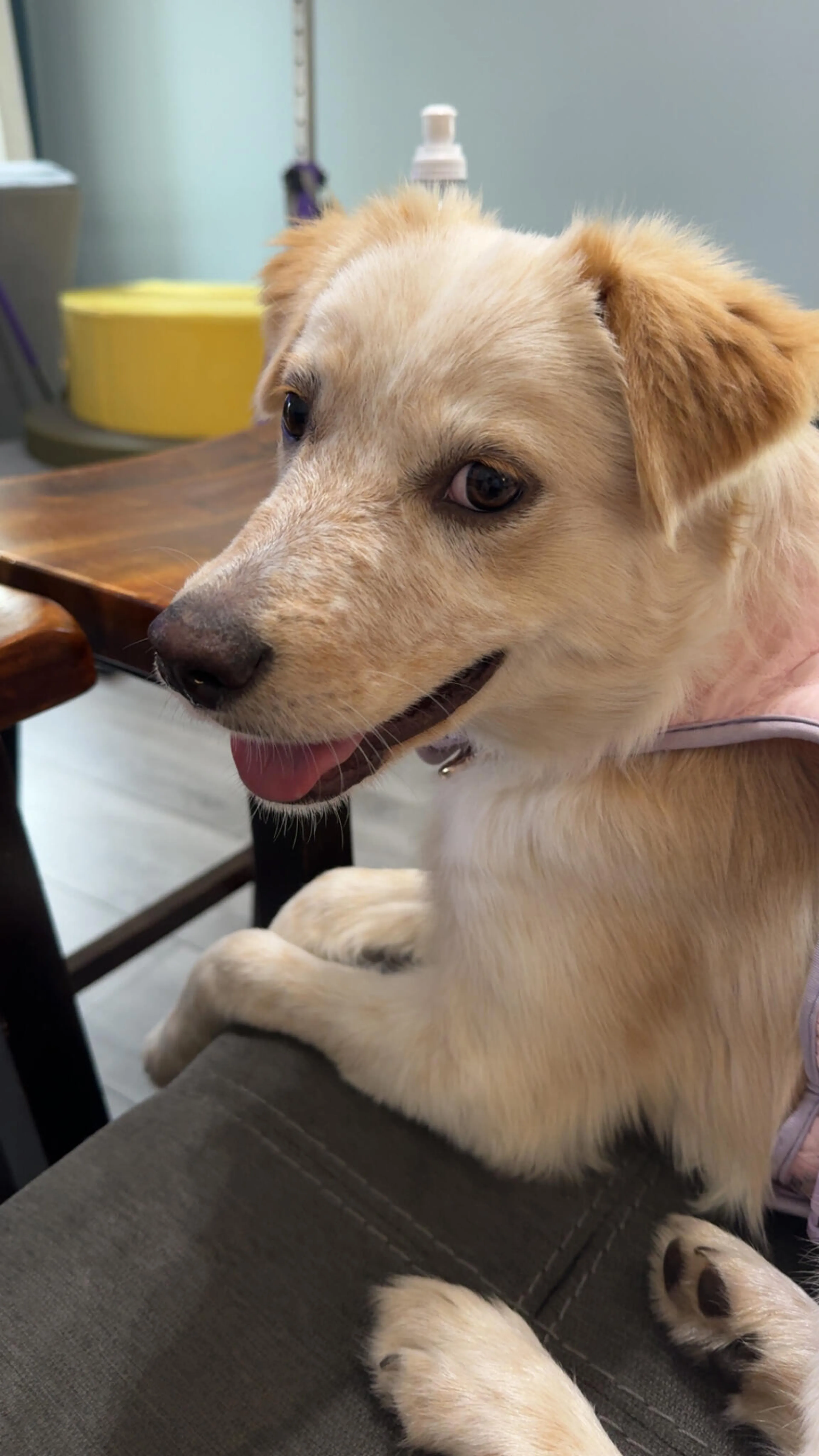 Lost pet