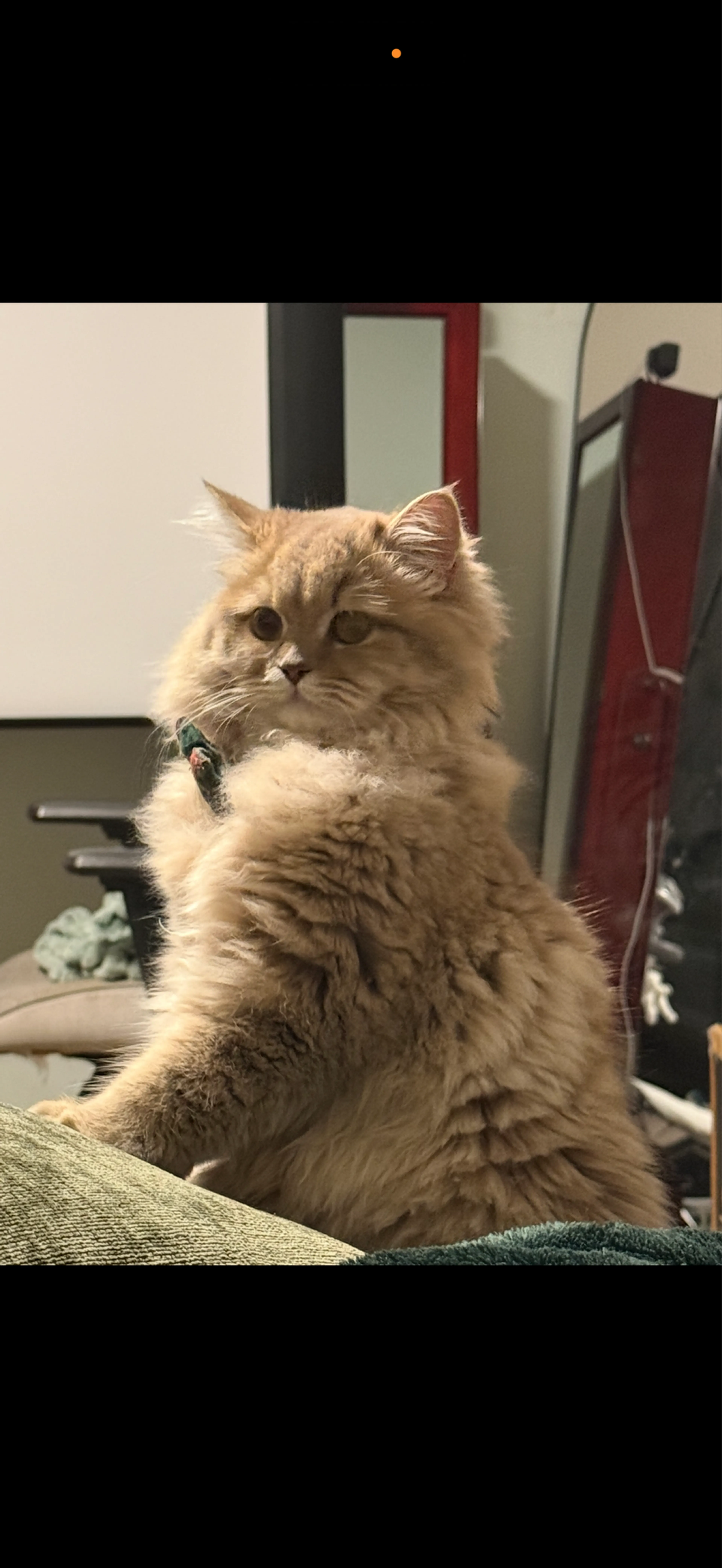 Lost pet