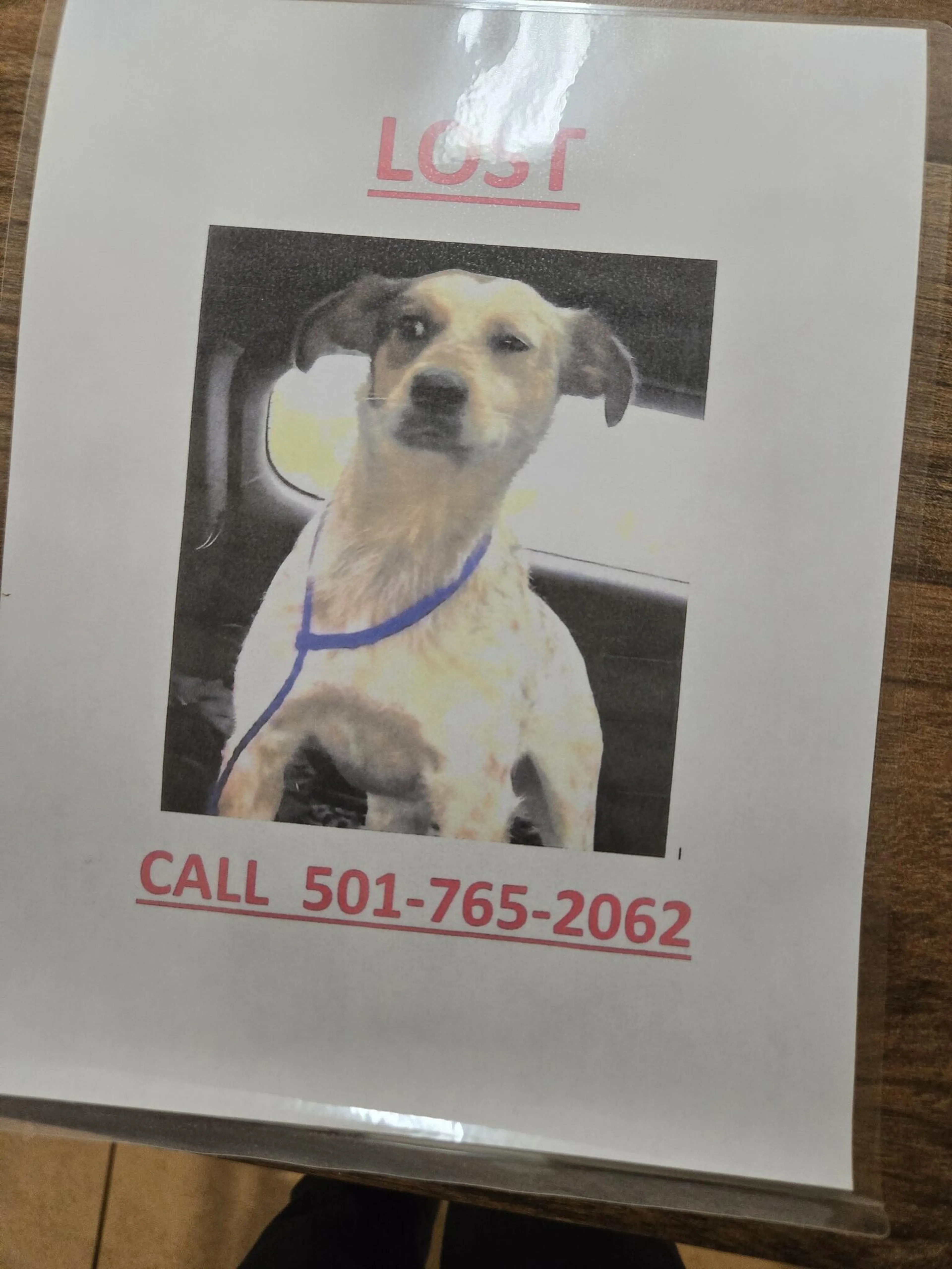 Found pet