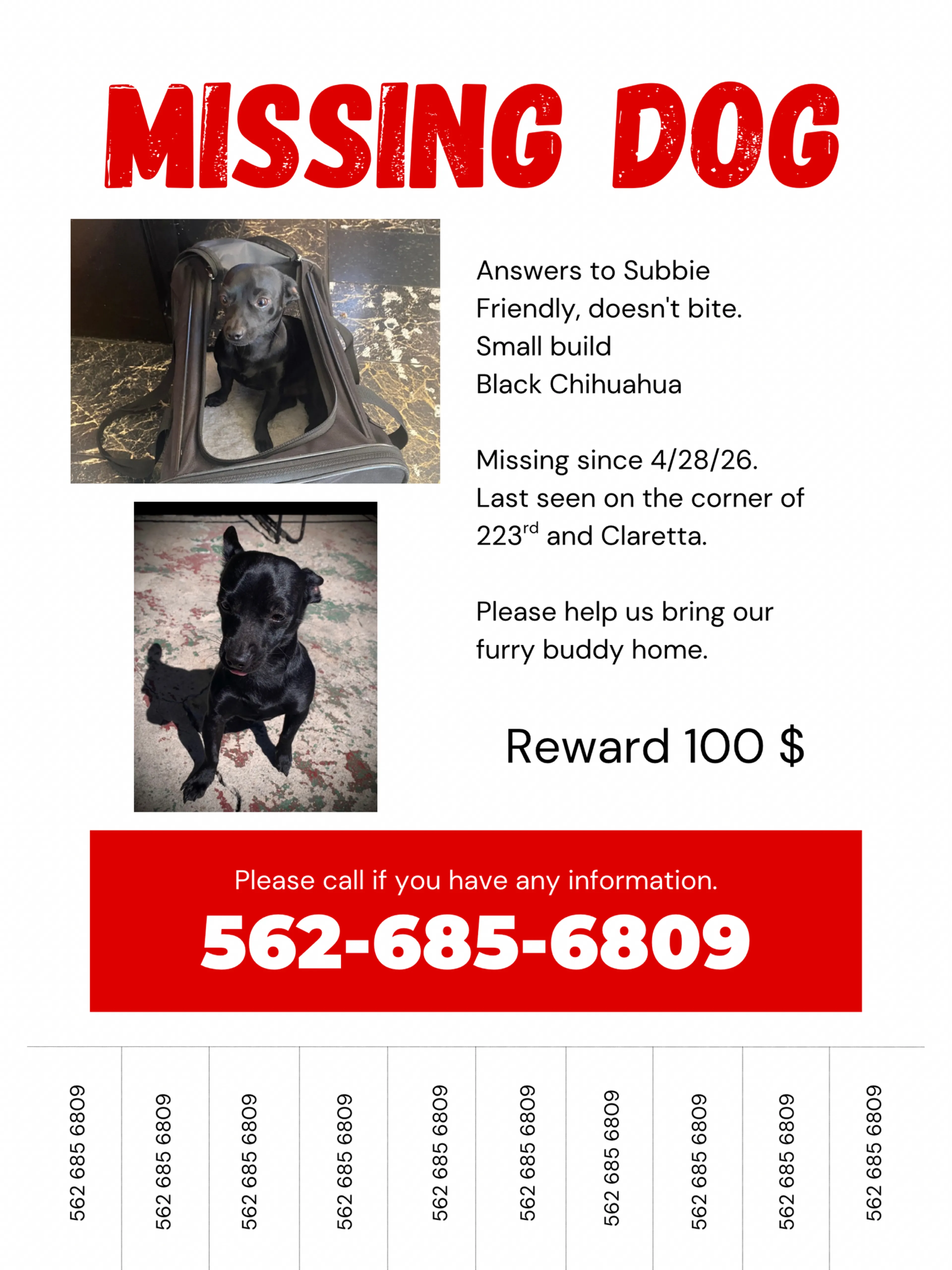 Lost pet