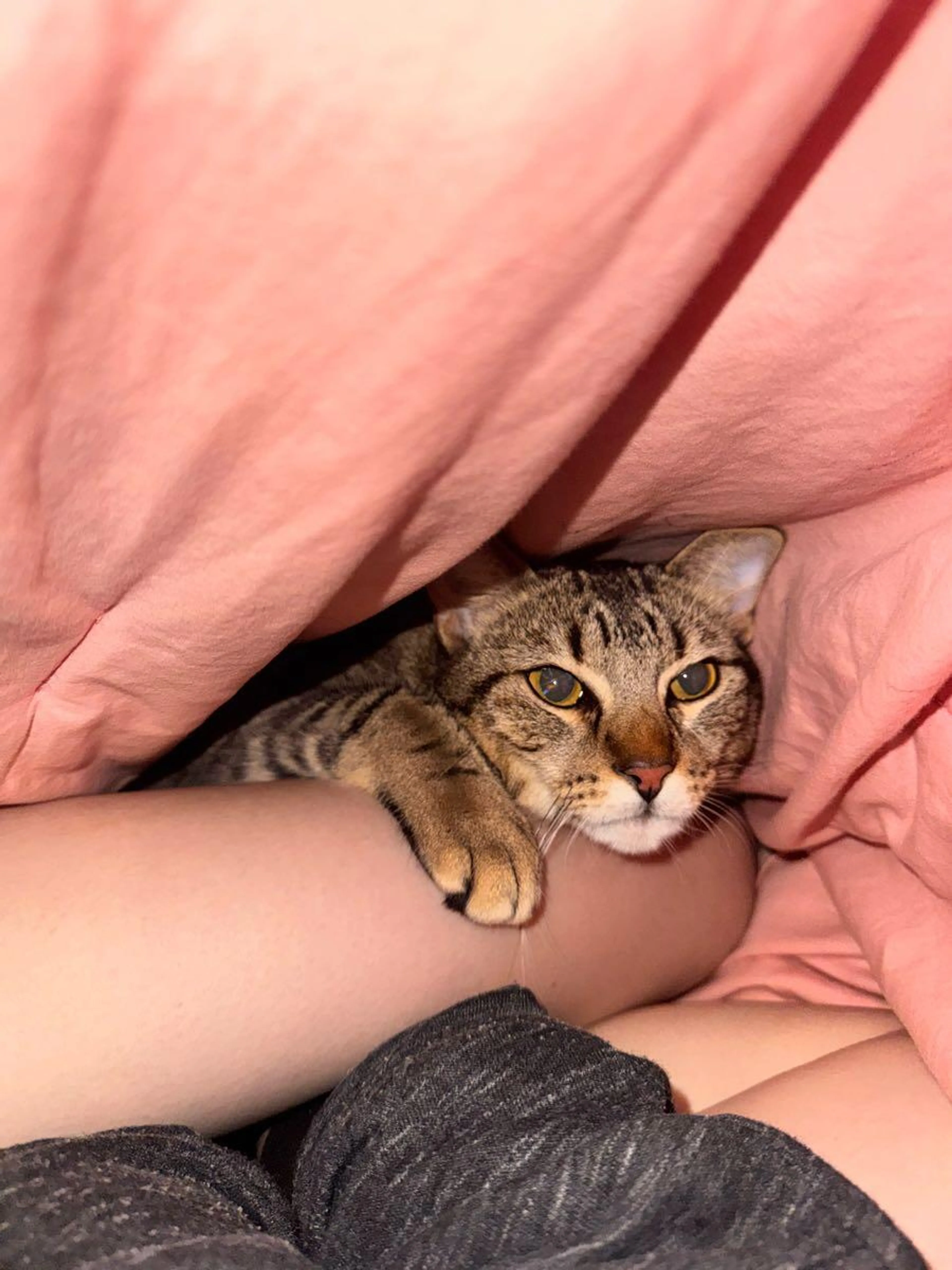 Lost pet