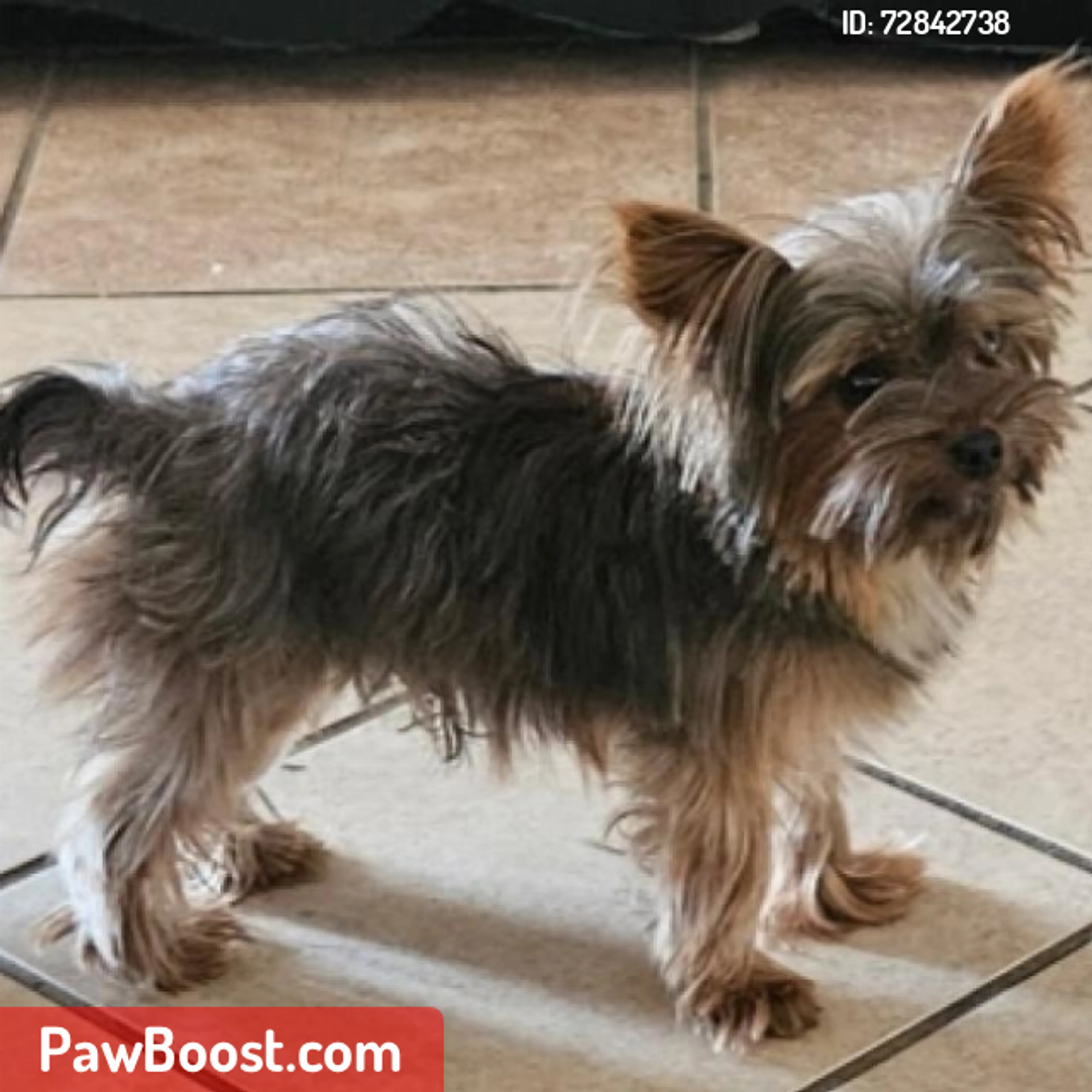 Lost pet