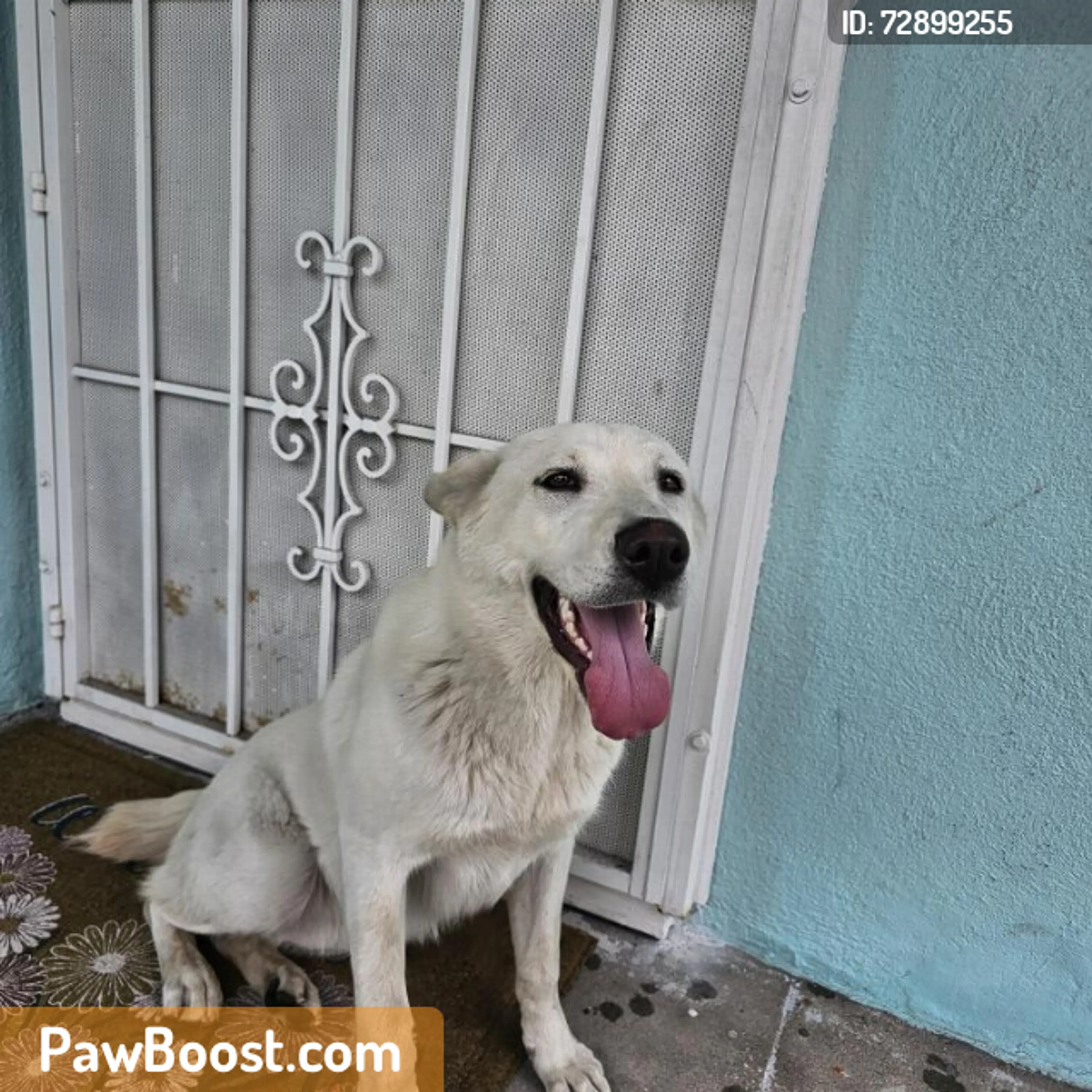 Found pet