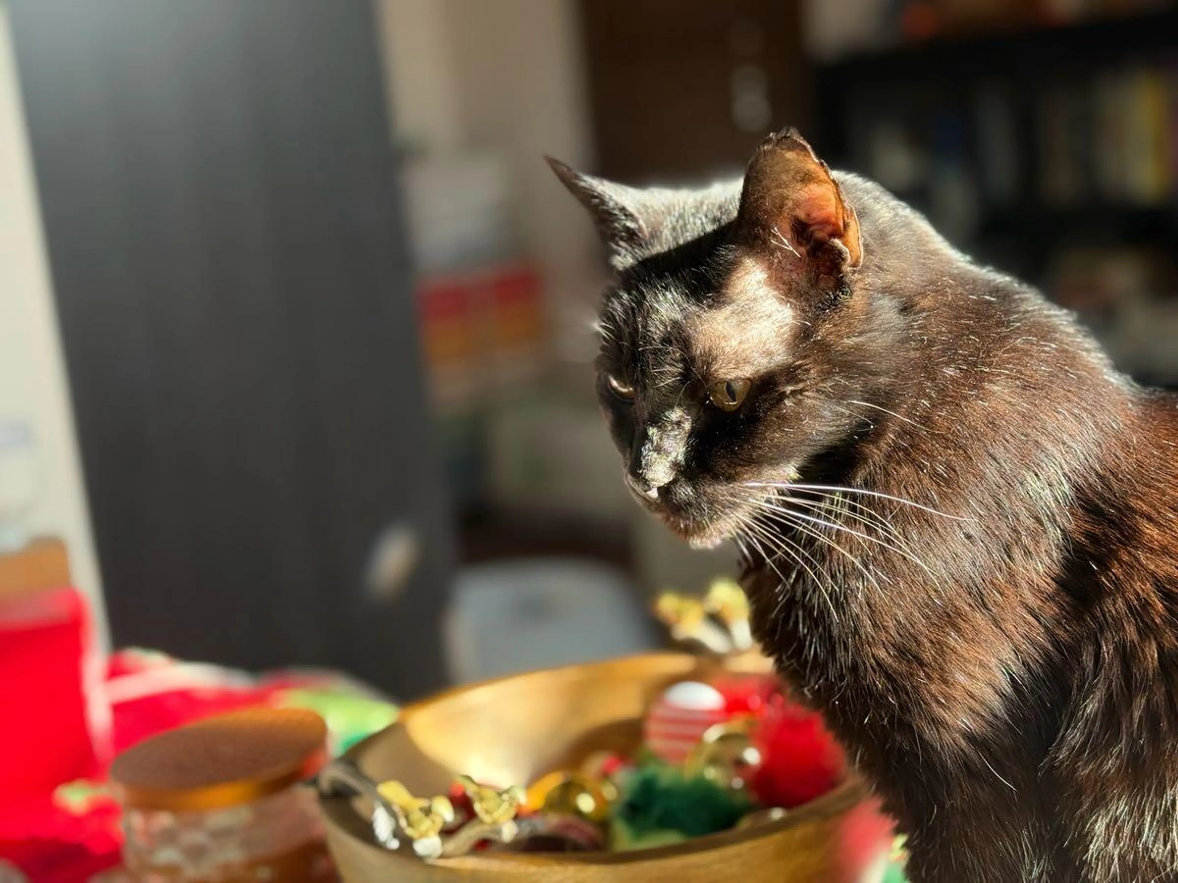 Lost pet