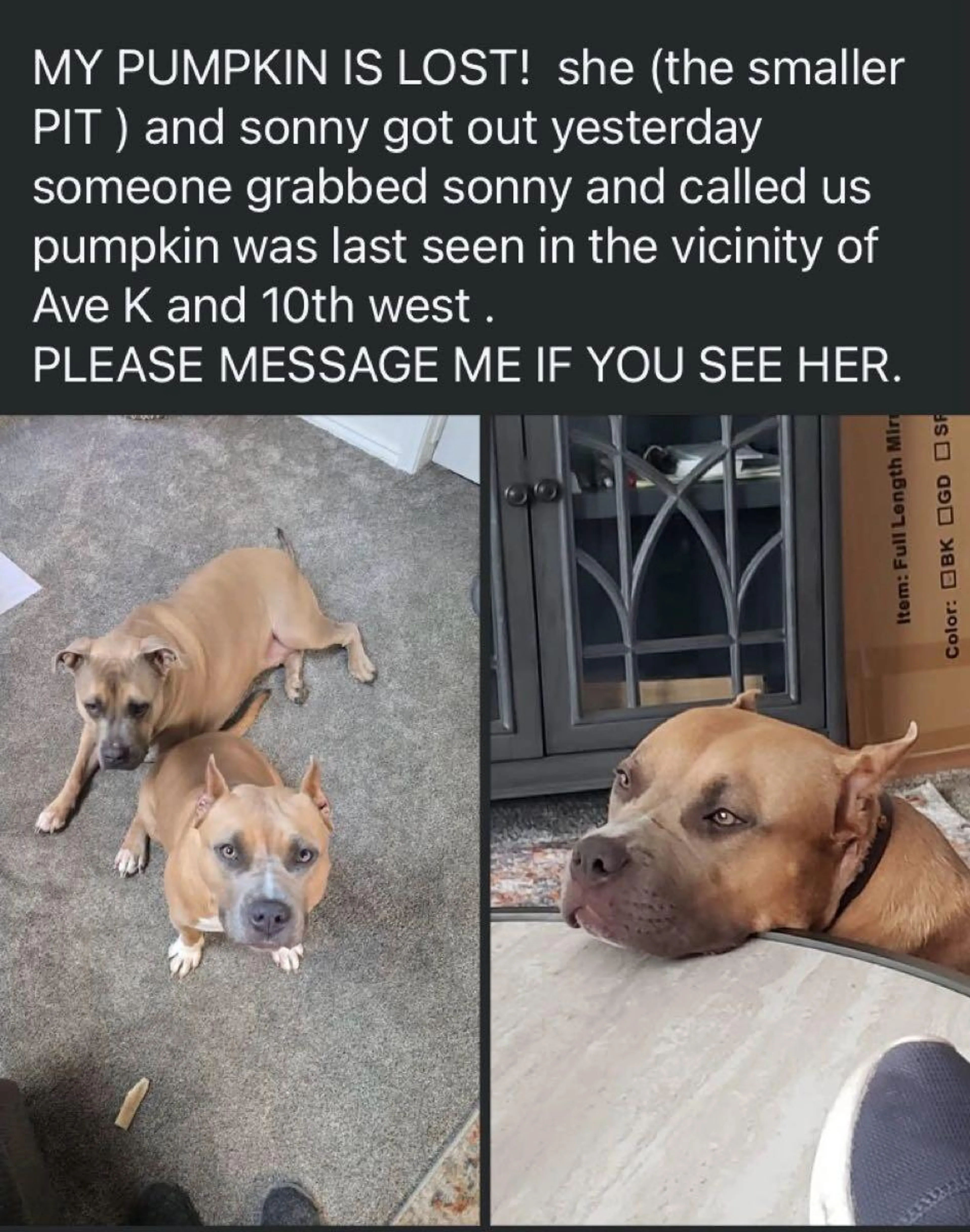 Lost pet